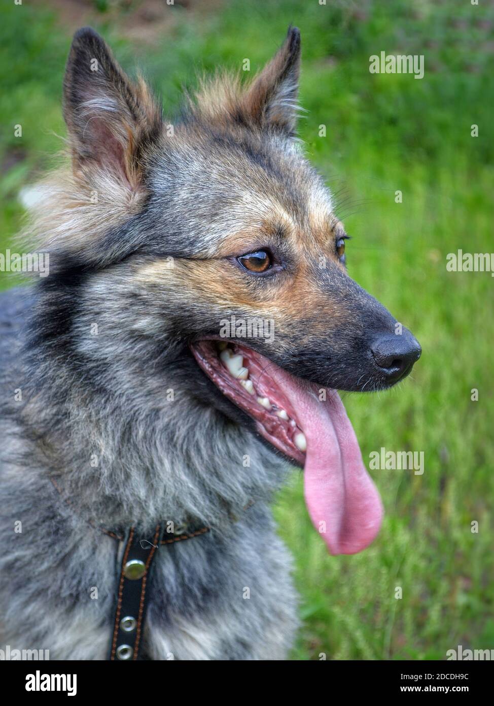 Profile portrait of a fluffy brown dog.  Stock Photo
