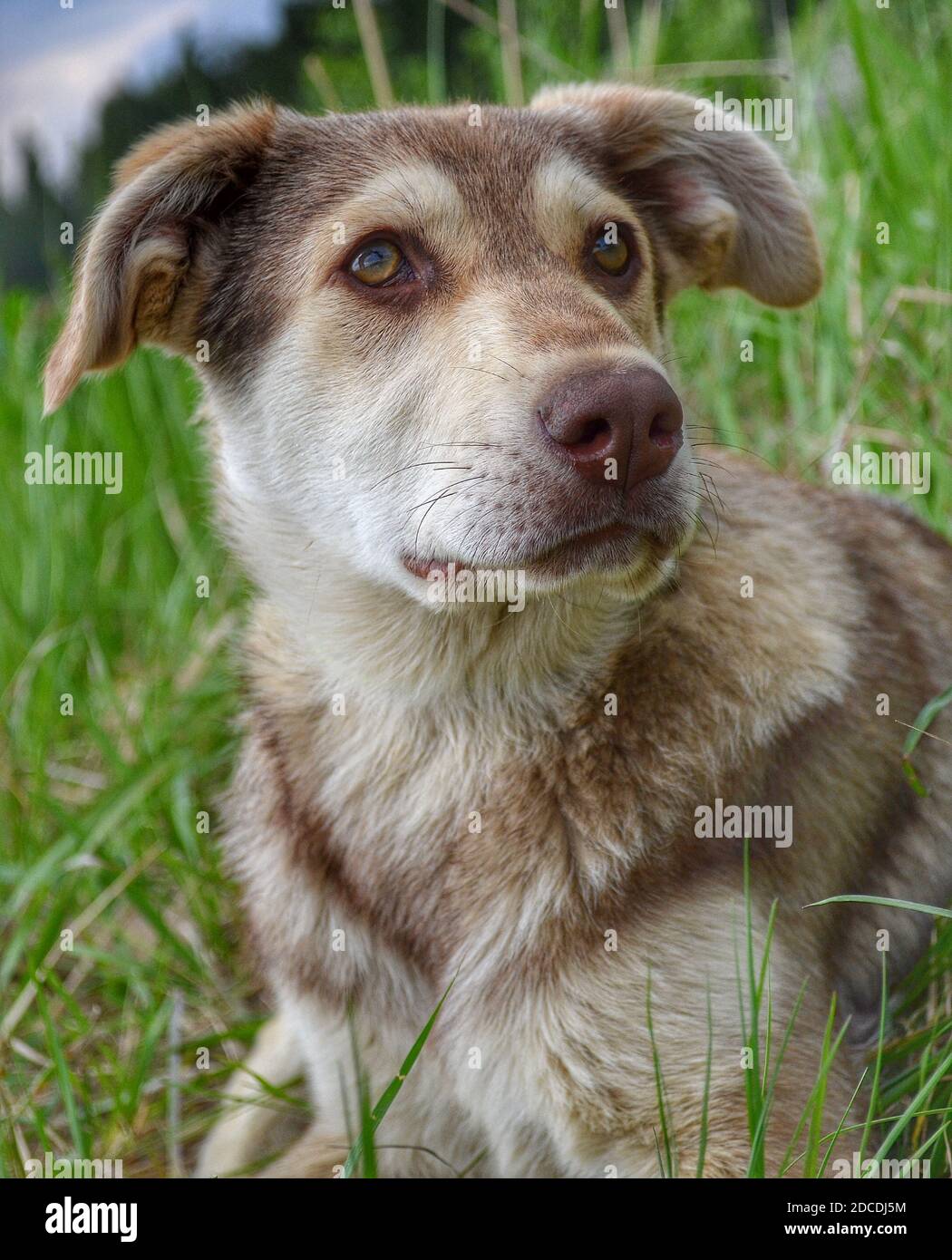 Portrait of a brown dog. Vertical format. Stock Photo