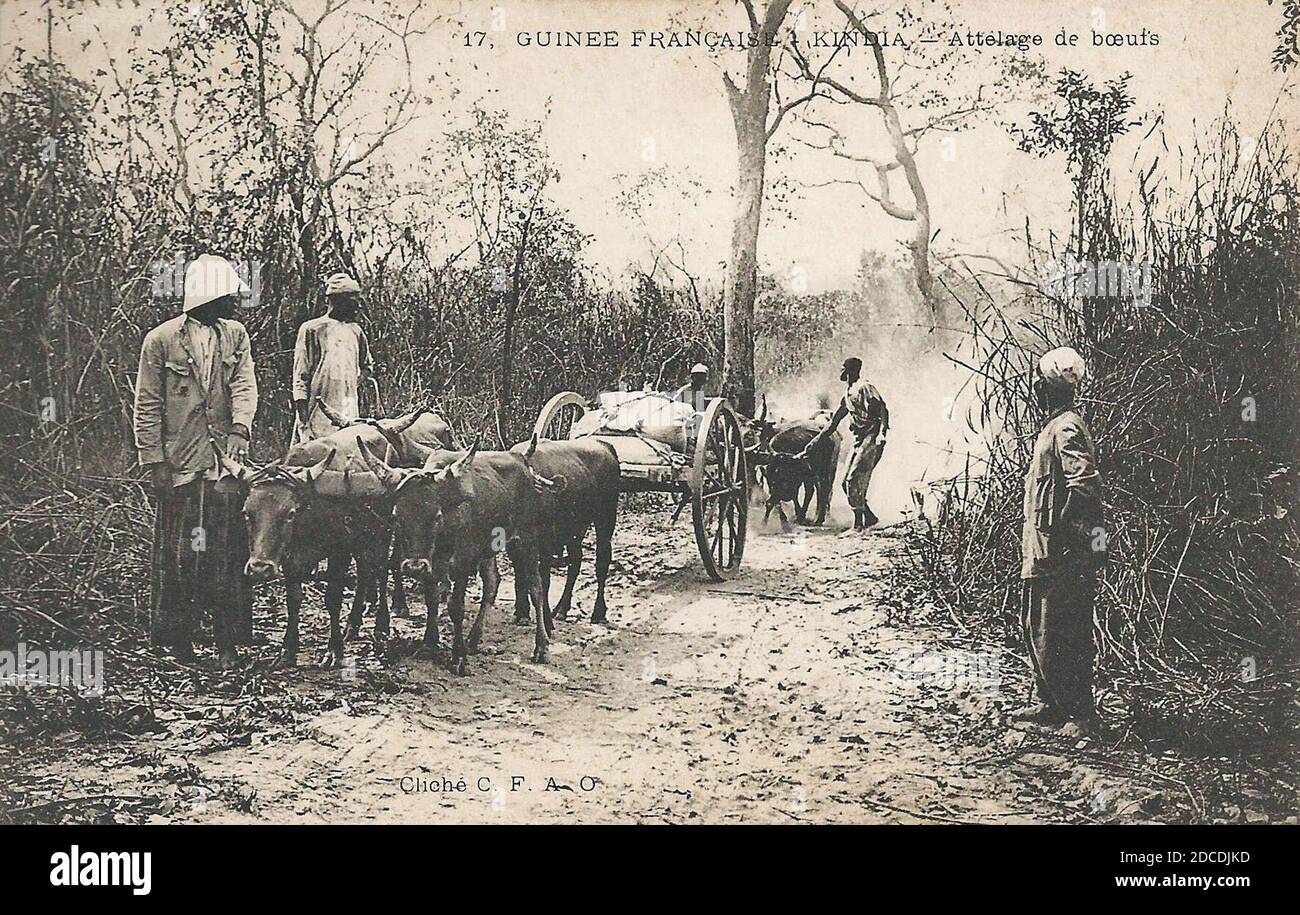 Attelage de boeuf à Rivière-au-Renard - Musée de la Gaspésie