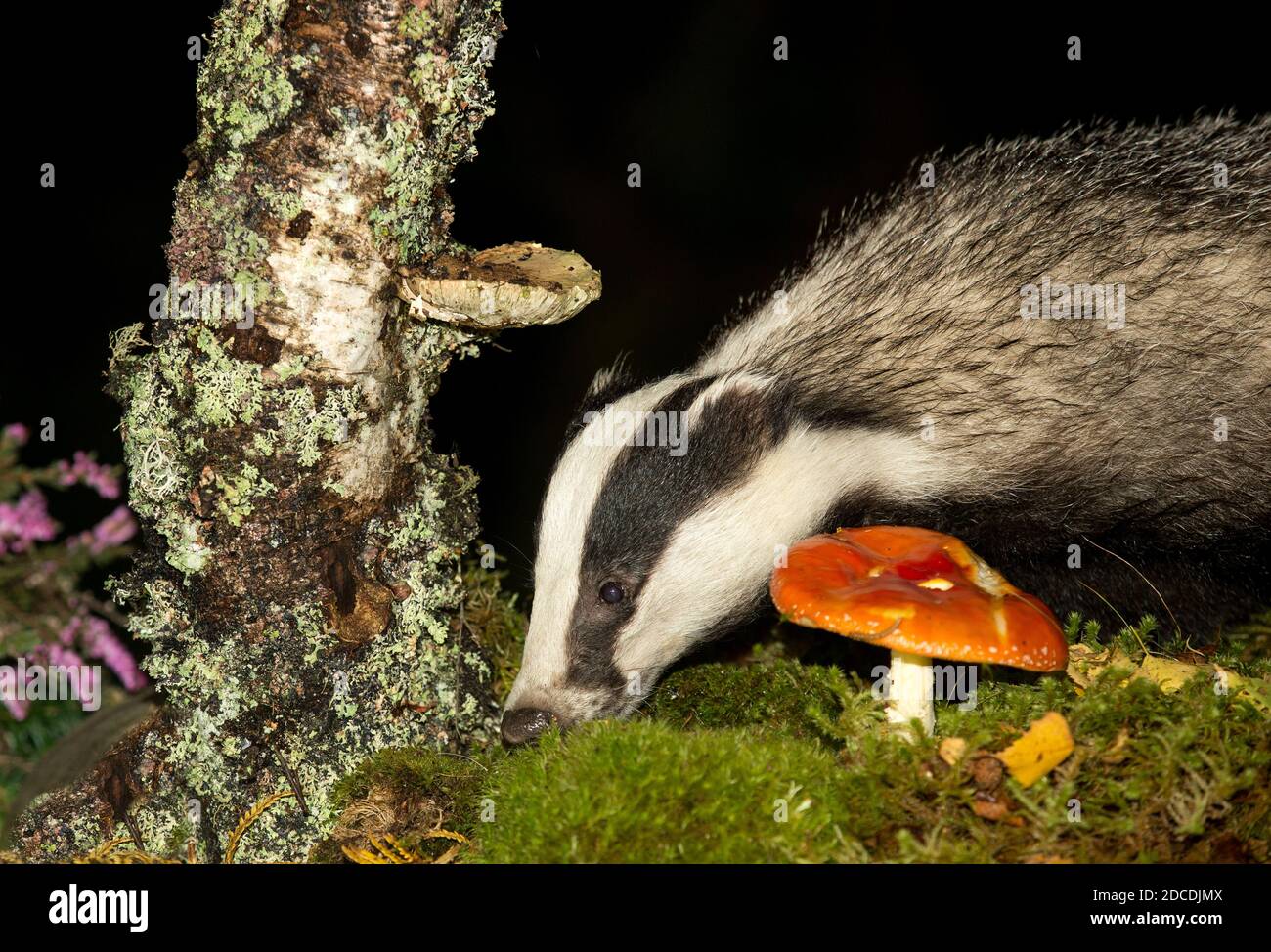 Badger, Scientific name: Meles Meles.  Close up of a wild, native, Eurasian badger foraging in natural woodland habitat with Fly Agaric mushroom. Stock Photo
