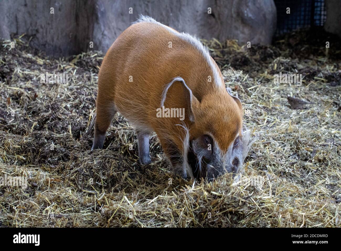 Red river hog, potamochoerus porcus Stock Photo