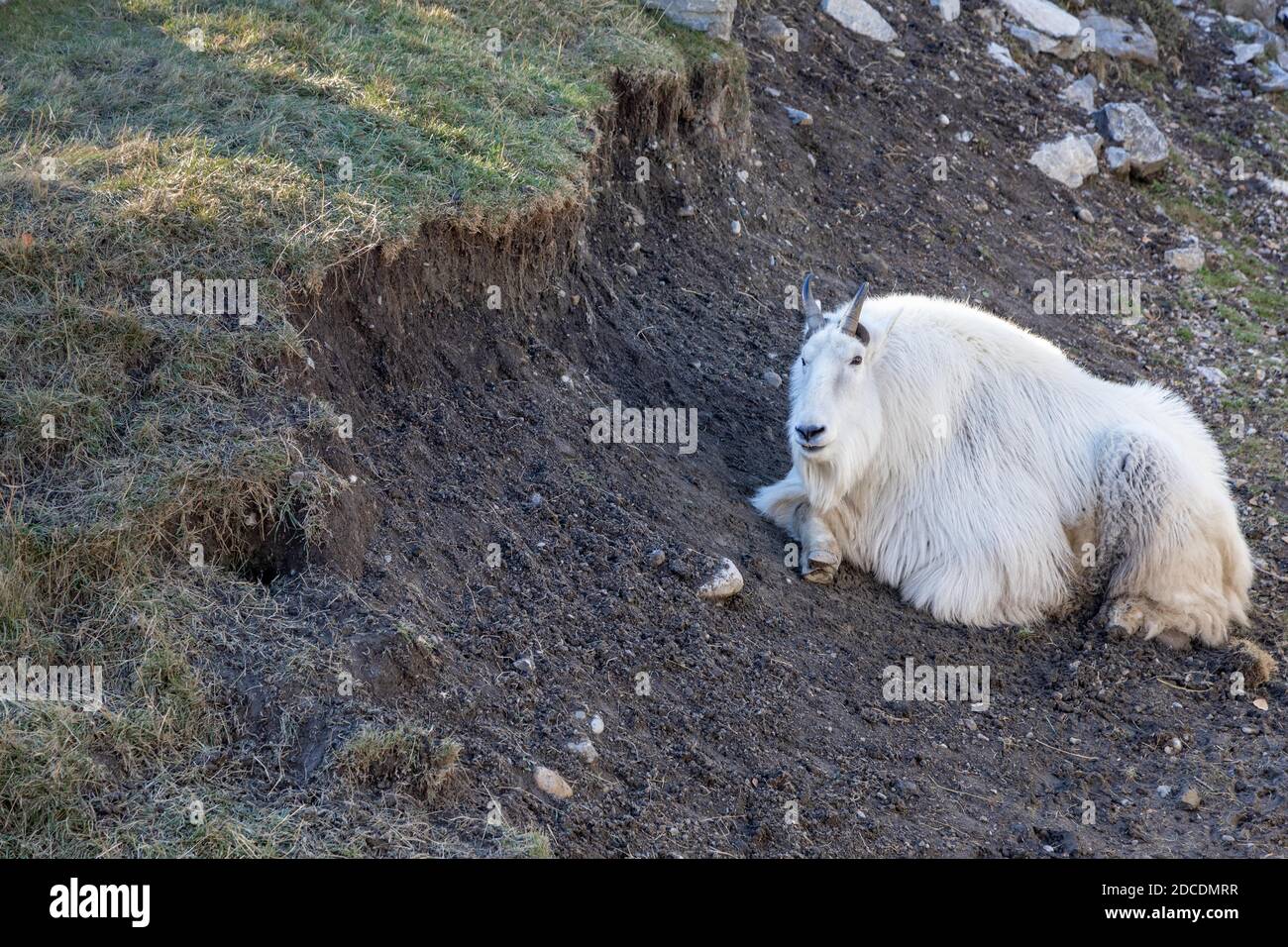 The mountain goat, also known as the Rocky Mountain goat, is a hoofed mammal endemic to North America. Scientific name Oreamnos americanus Stock Photo