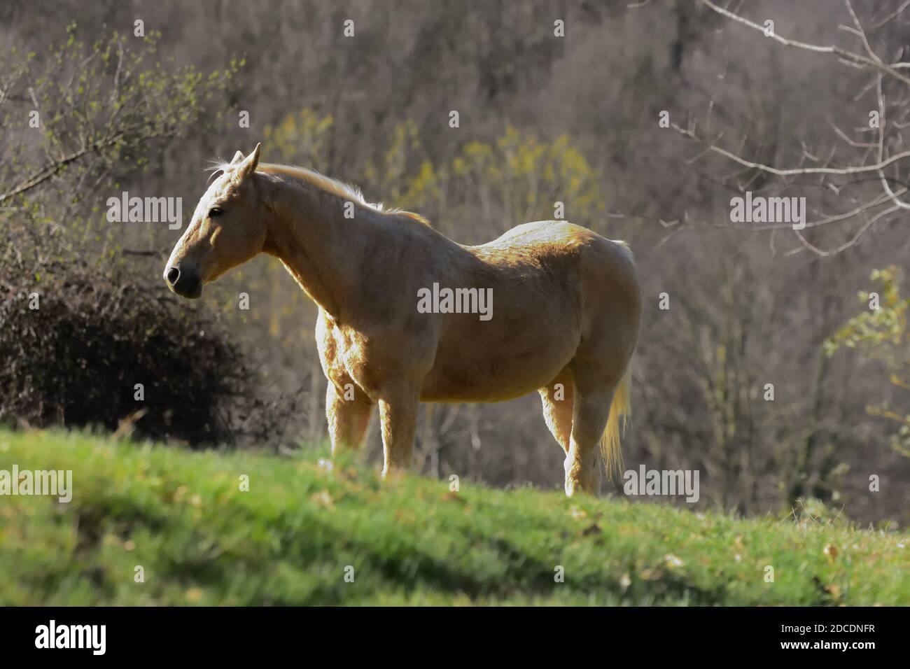 A free horse while grazing in a green meadow. Stock Photo