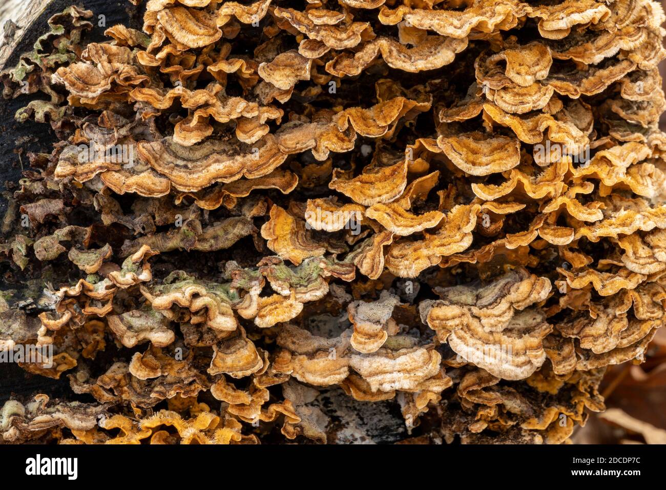 Turkey Tail Fungus growing in Suffolk woodland, UK Stock Photo