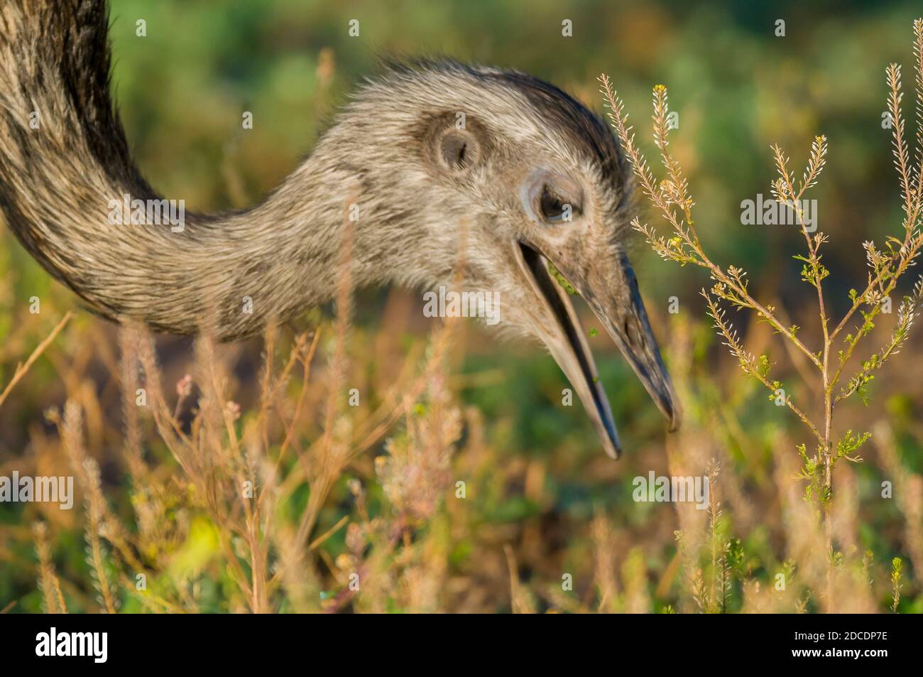 Greater Rhea, (Rhea Americana) in Pampas plain environment, La Pampa ...