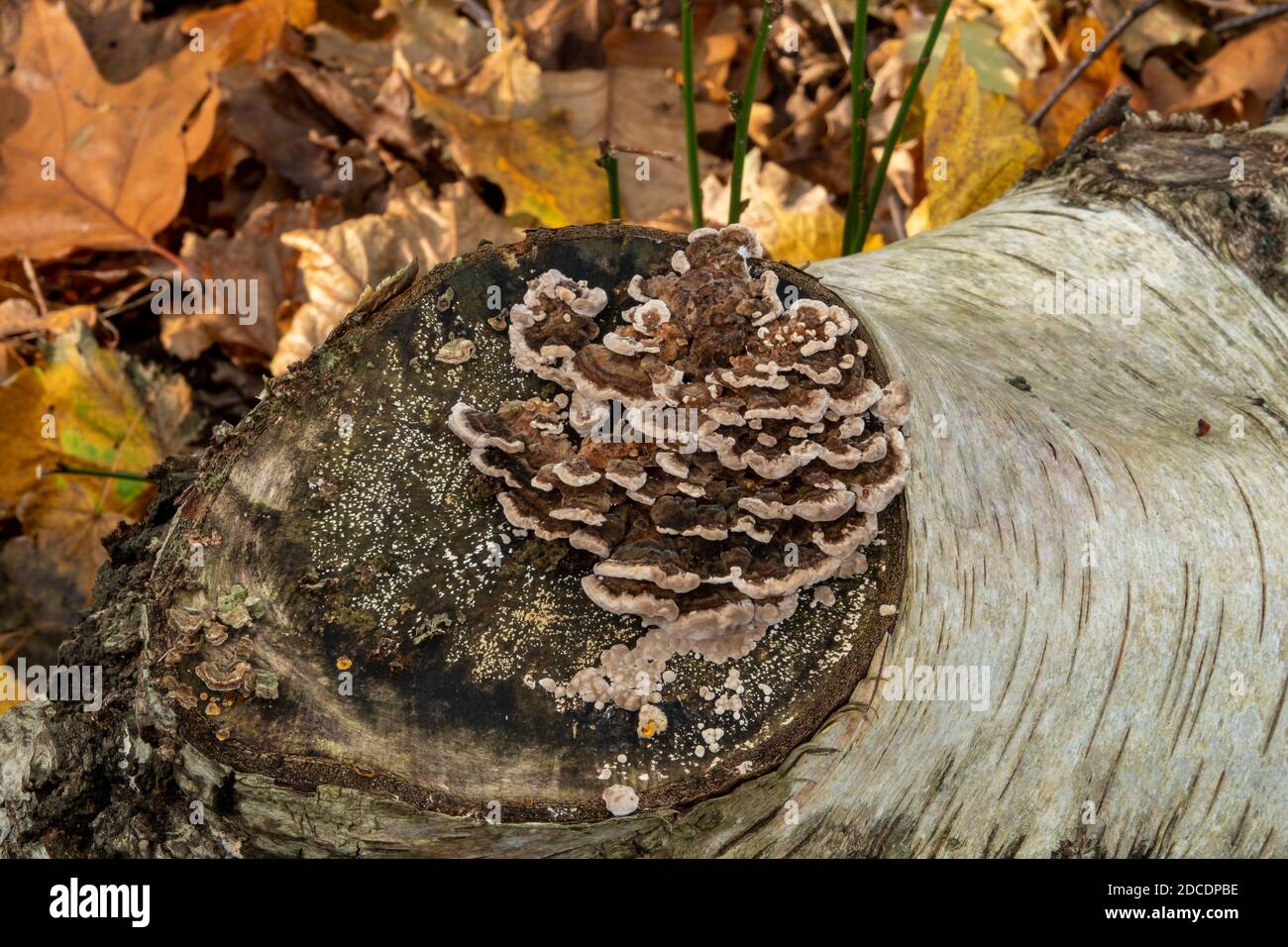 Turkey Tail Fungus growing in Suffolk woodland, UK Stock Photo
