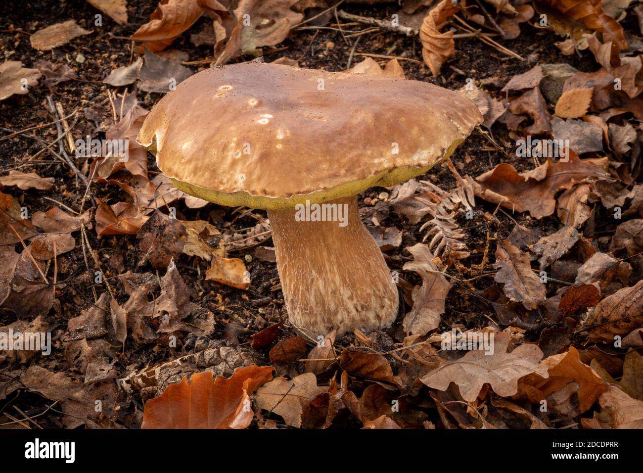 Penny Bun Mushroom, Suffolk Forest Uk Stock Photo