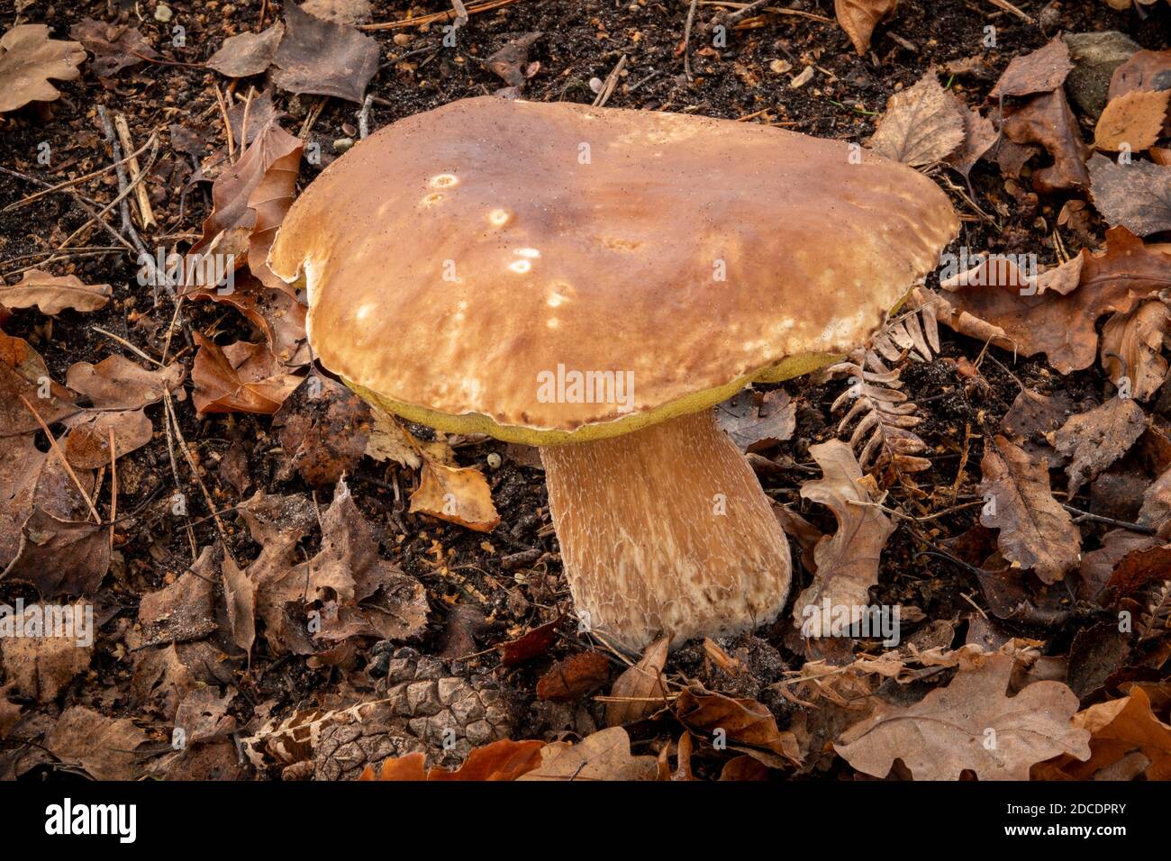 Penny Bun Mushroom, Suffolk Forest Uk Stock Photo