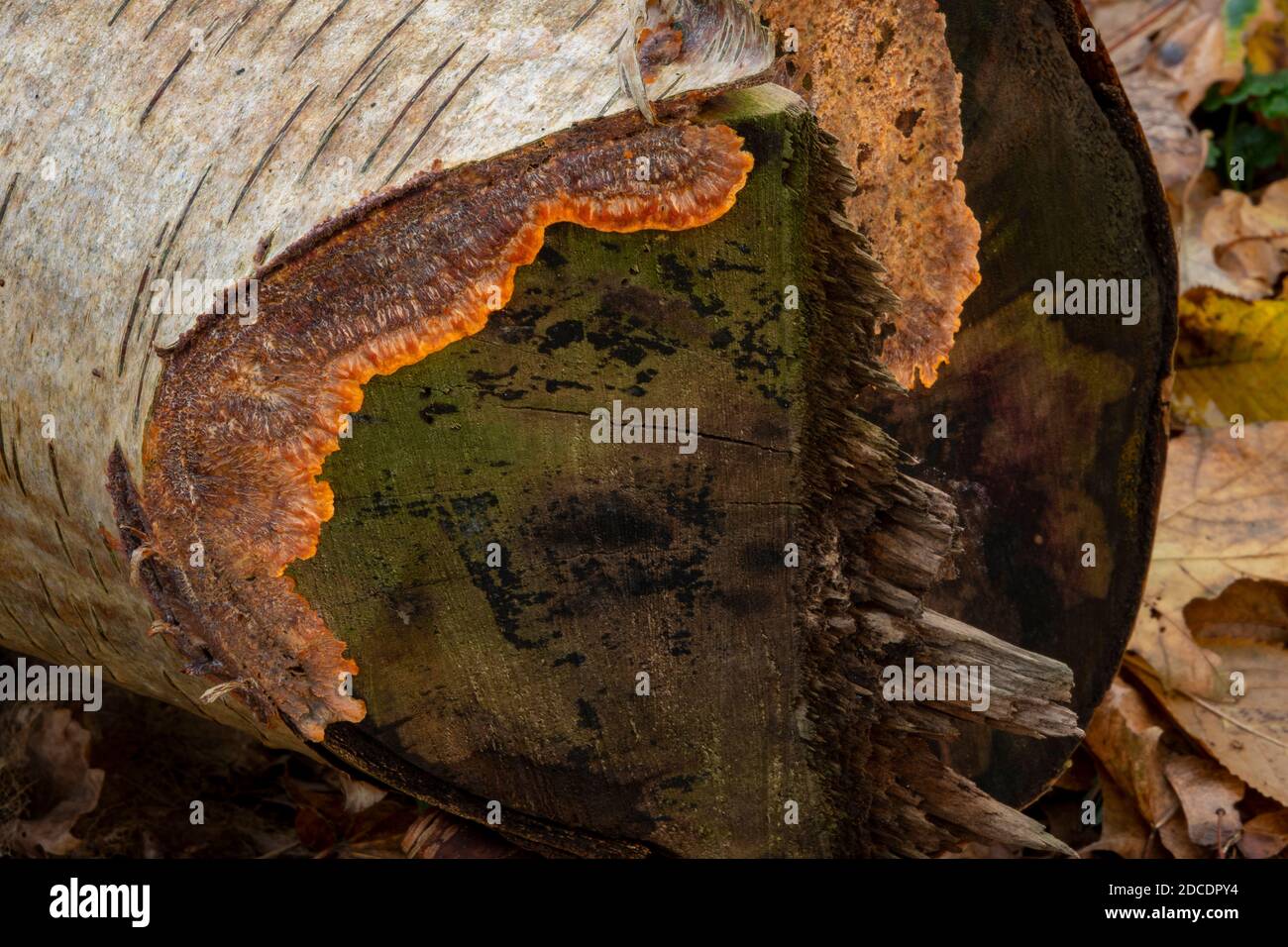 Lichen growing on felled tree Stock Photo