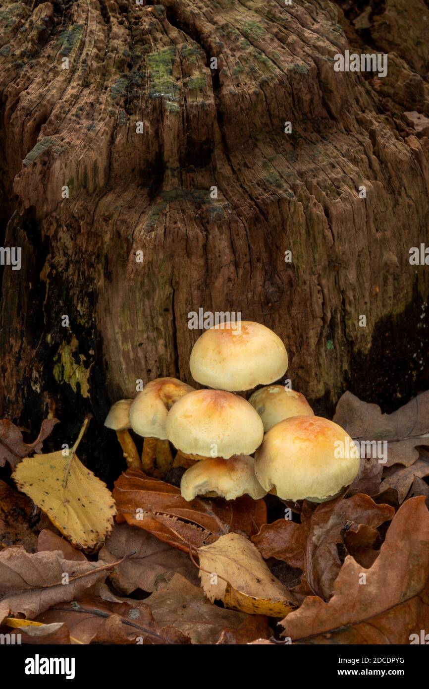 Sulpher Head Mushroom, Suffolk Woodland, UK Stock Photo
