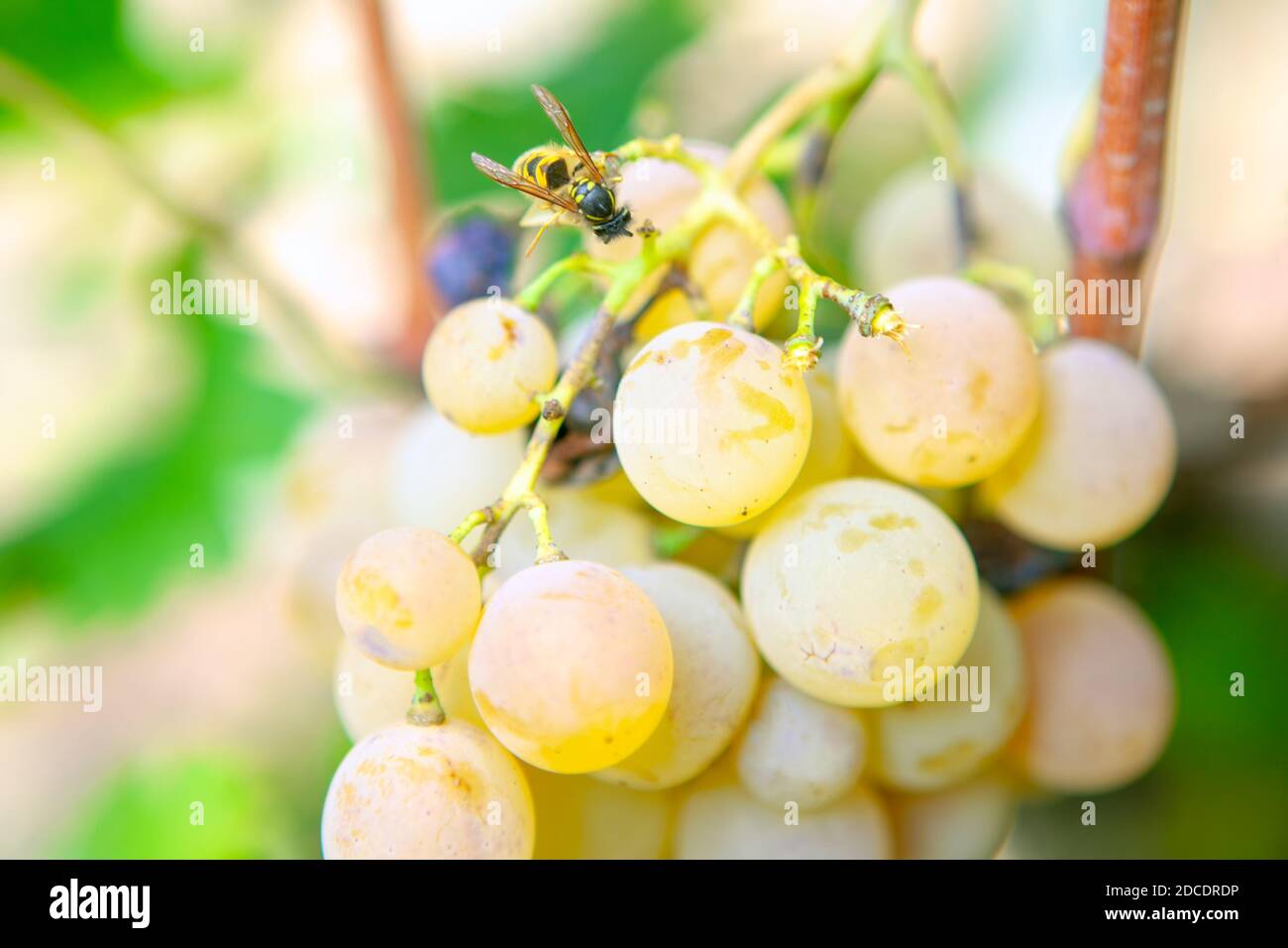 Flying Grape Insects Bee on grape harvest close hi-res stock photography and images - Alamy