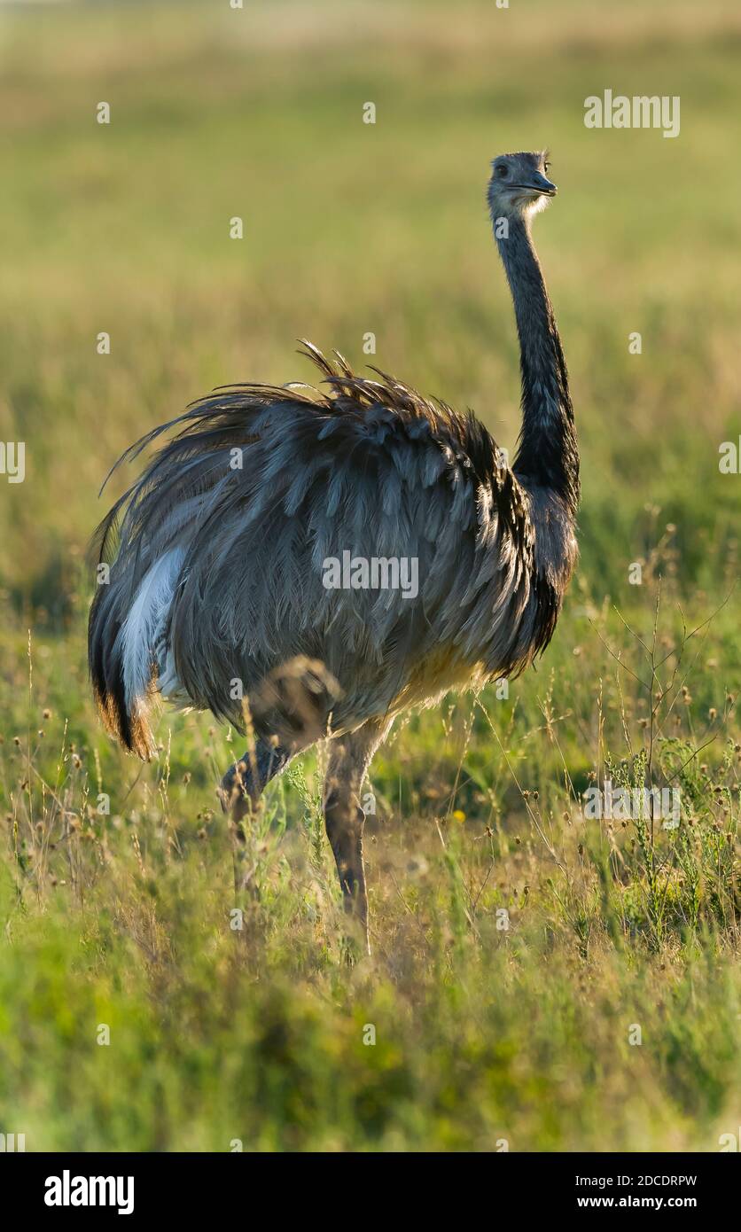 Greater Rhea, (Rhea Americana) in Pampas plain environment, La Pampa ...