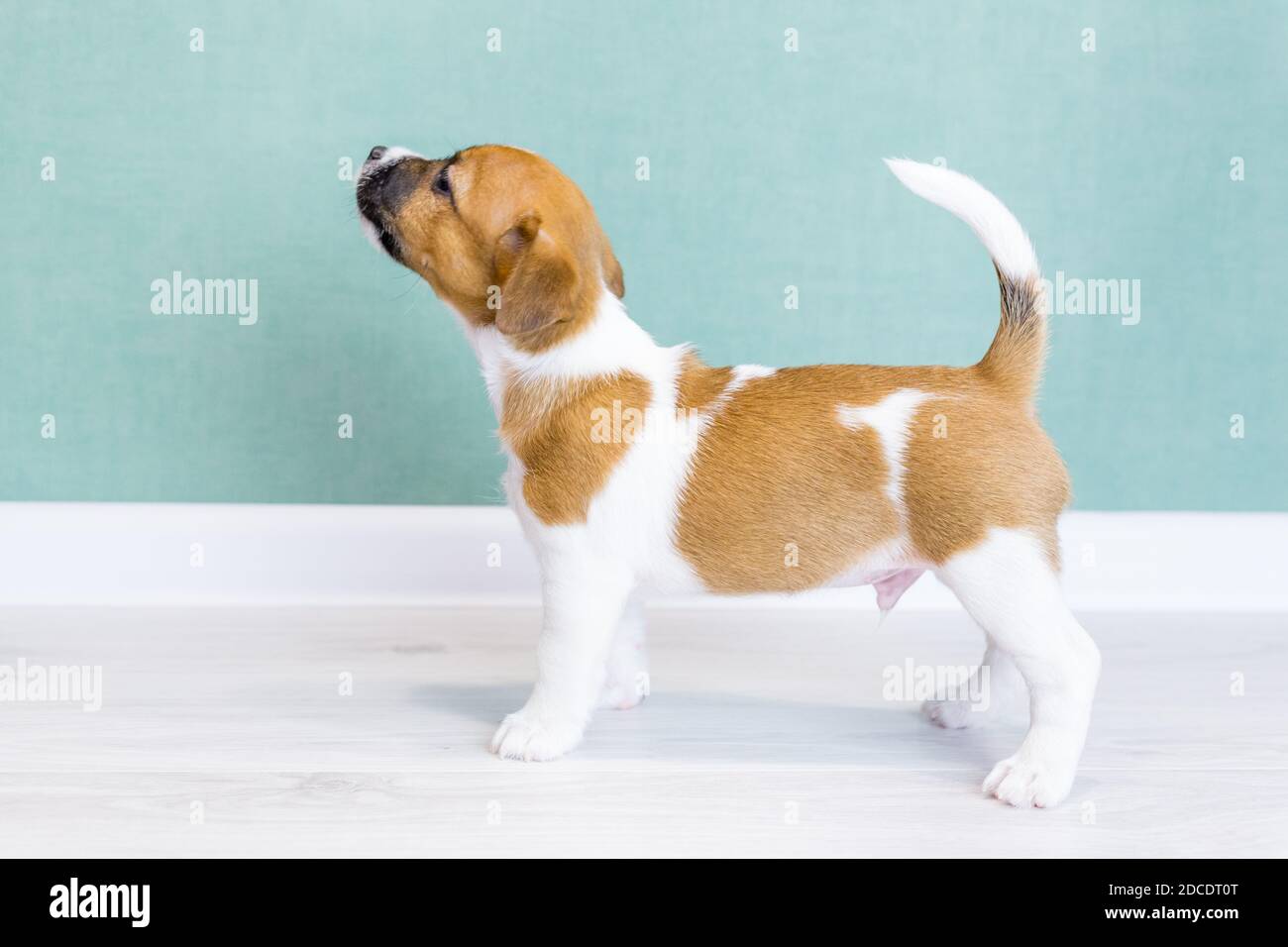 A beautiful white puppy Jack Russell Terrier with brown ears and spots and a black nose, stands sideways in a rack, looks up. Stock Photo