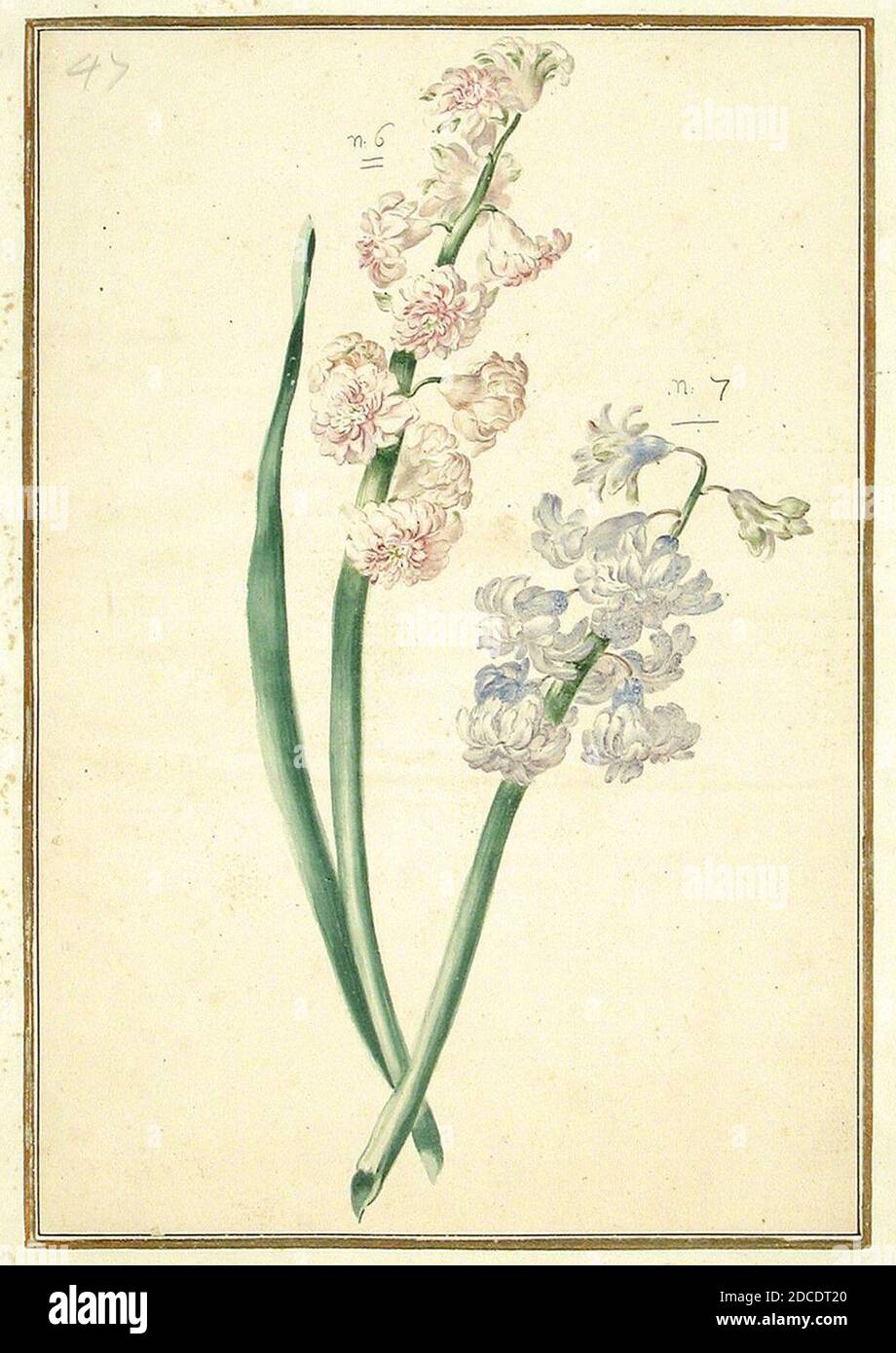 Frühstücksbrettchen „Aus Dem Karlsruher Tulpenbuch“ – 23,5 X 14,3 Cm, Hitzebeständig Bis 150°C
