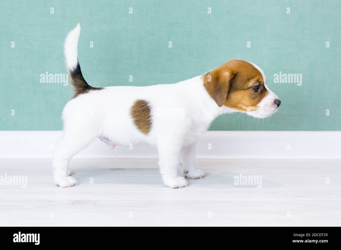 A beautiful white puppy Jack Russell Terrier with brown ears and spots stands sideways in a rack, looks forward. The concept of dog training Stock Photo