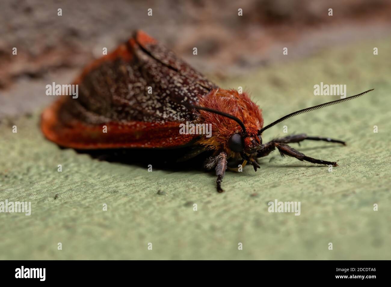 Red Tiger Moth of the Tribe Arctiini Stock Photo
