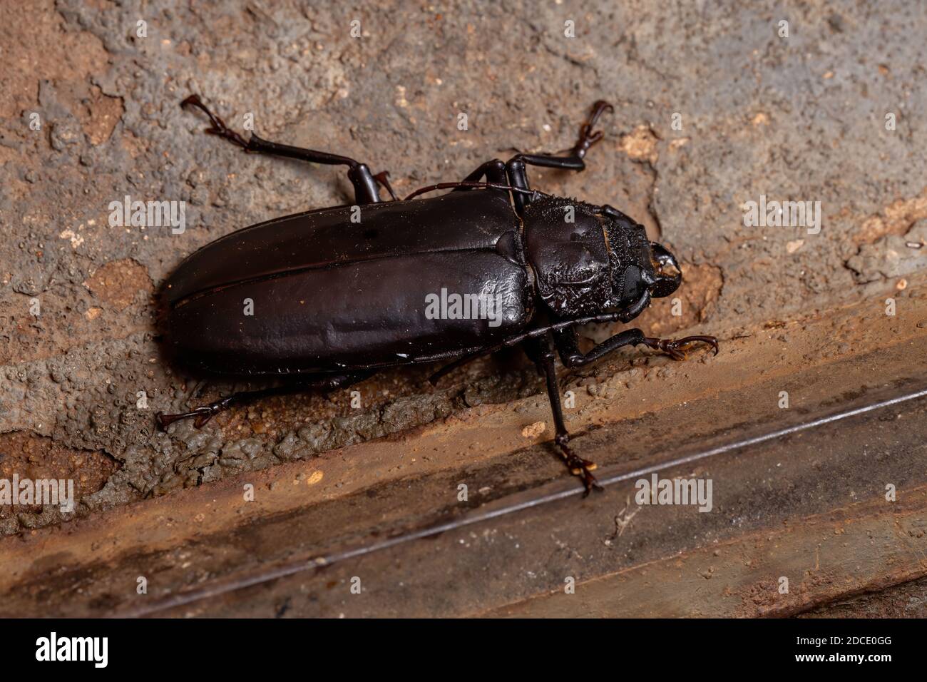 Brazilian Prionid Beetle of the species Mallodon spinibarbis Stock Photo