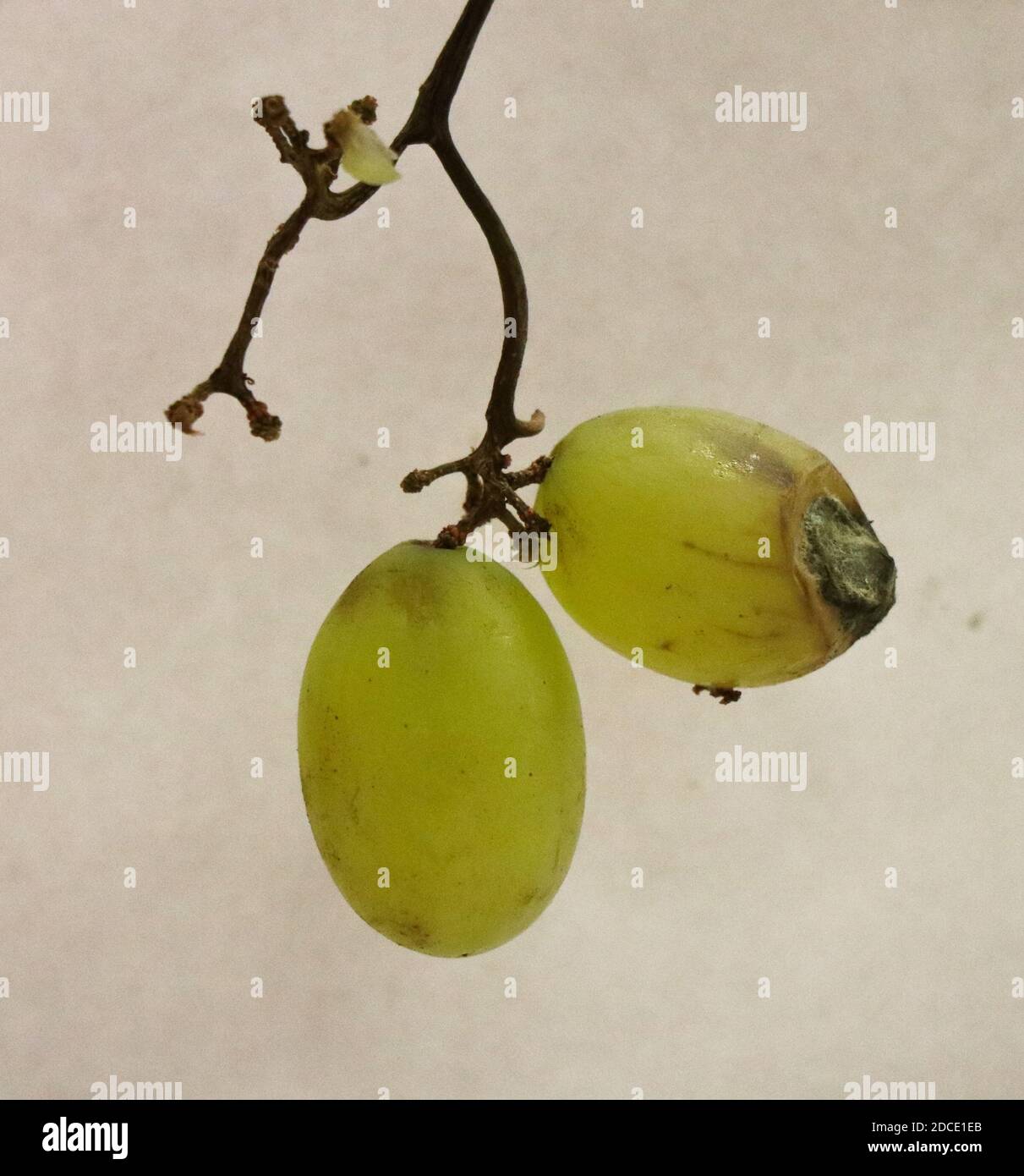 A good grape and a moldy grape Stock Photo Alamy