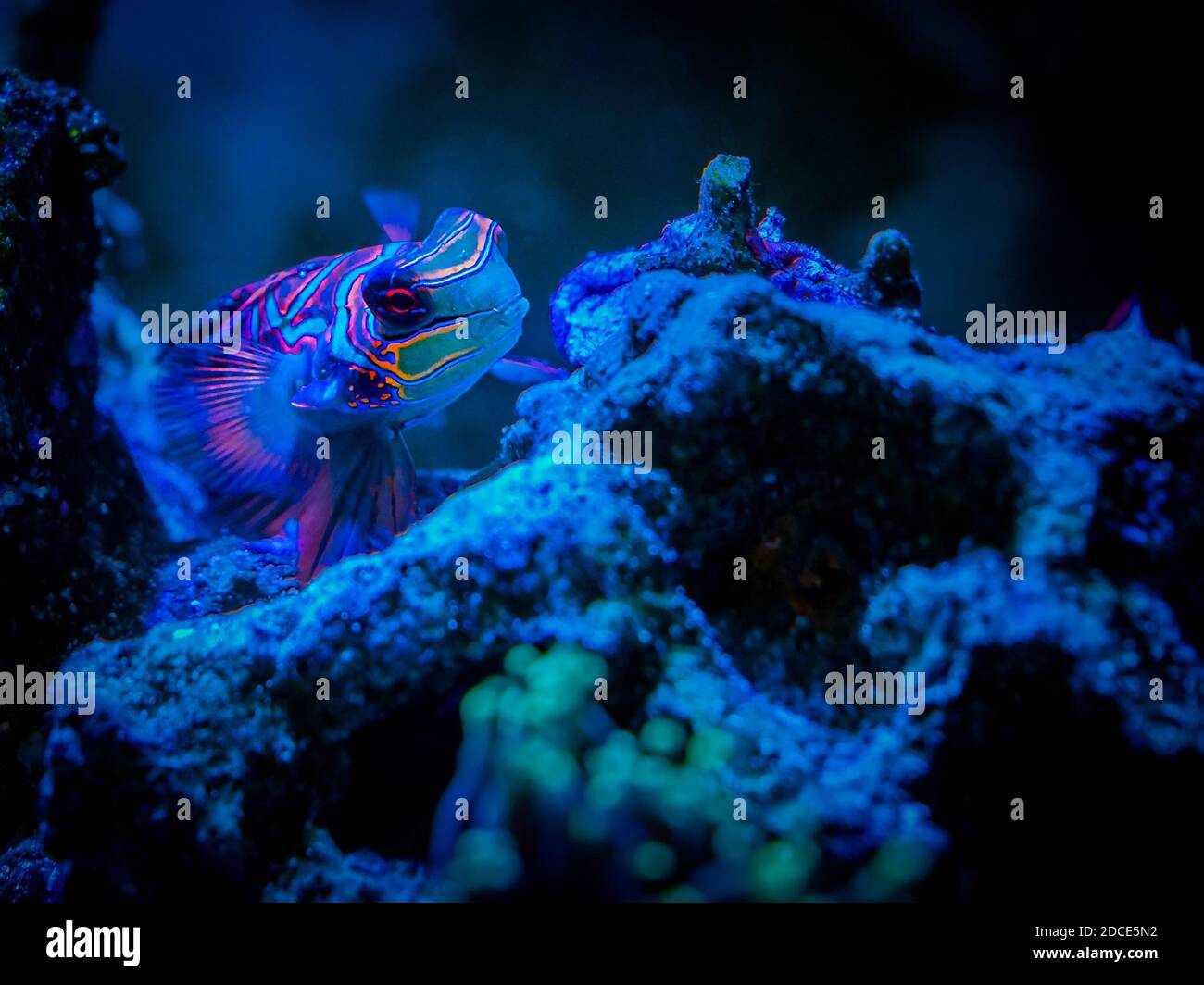 Mandarinfish or Mandarin dragonet (Synchiropus splendidus) on a reef tank with blurred background Stock Photo