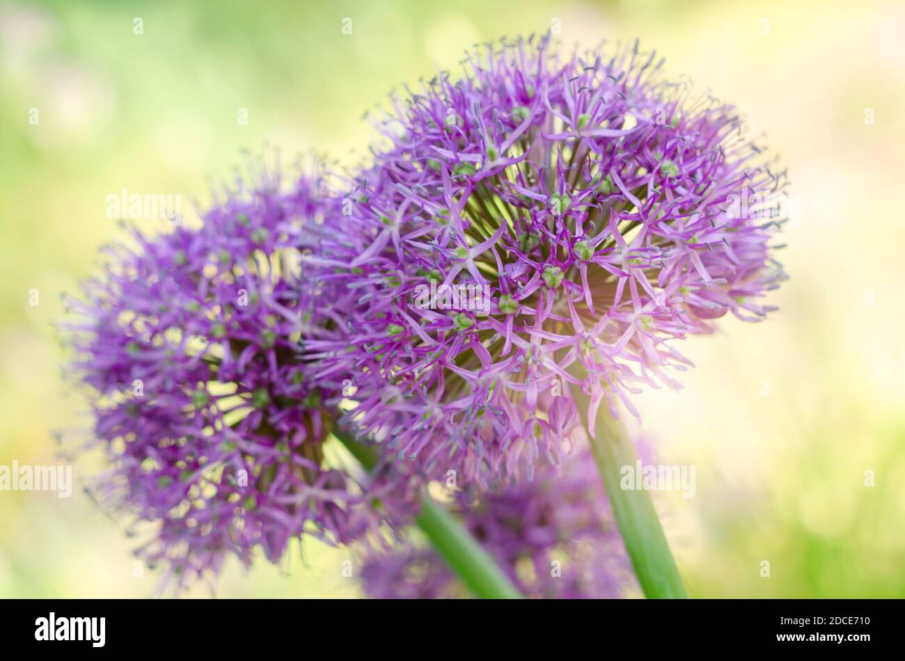 Purple allium lucy ball flowers field. Spring garden design with