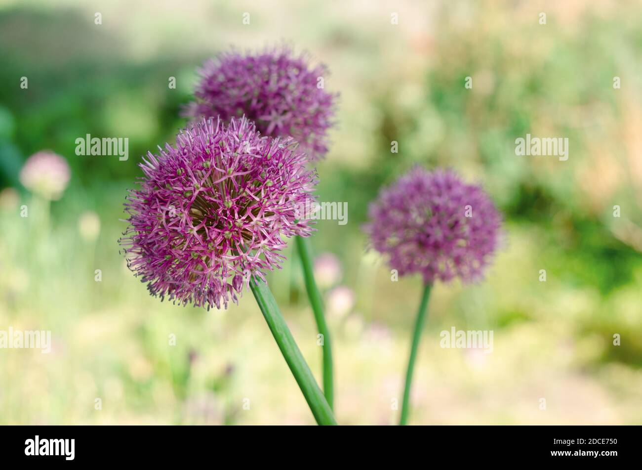 Purple allium lucy ball flowers field. Spring garden design with