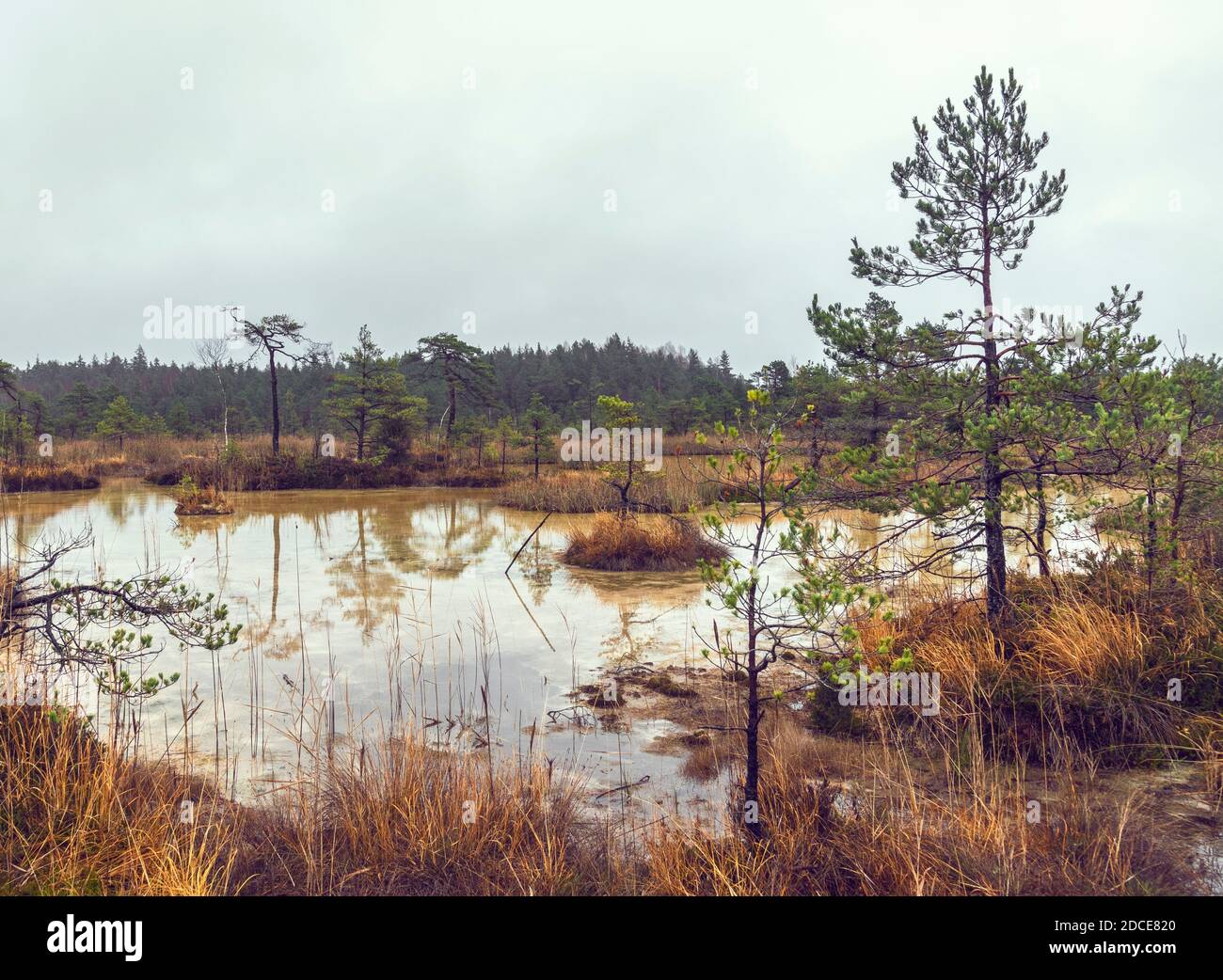 Landscape view on Witches’ (Raganu) Swamp with sulphur ponds in the Kemeri National Park, Latvia on overcast November day Stock Photo
