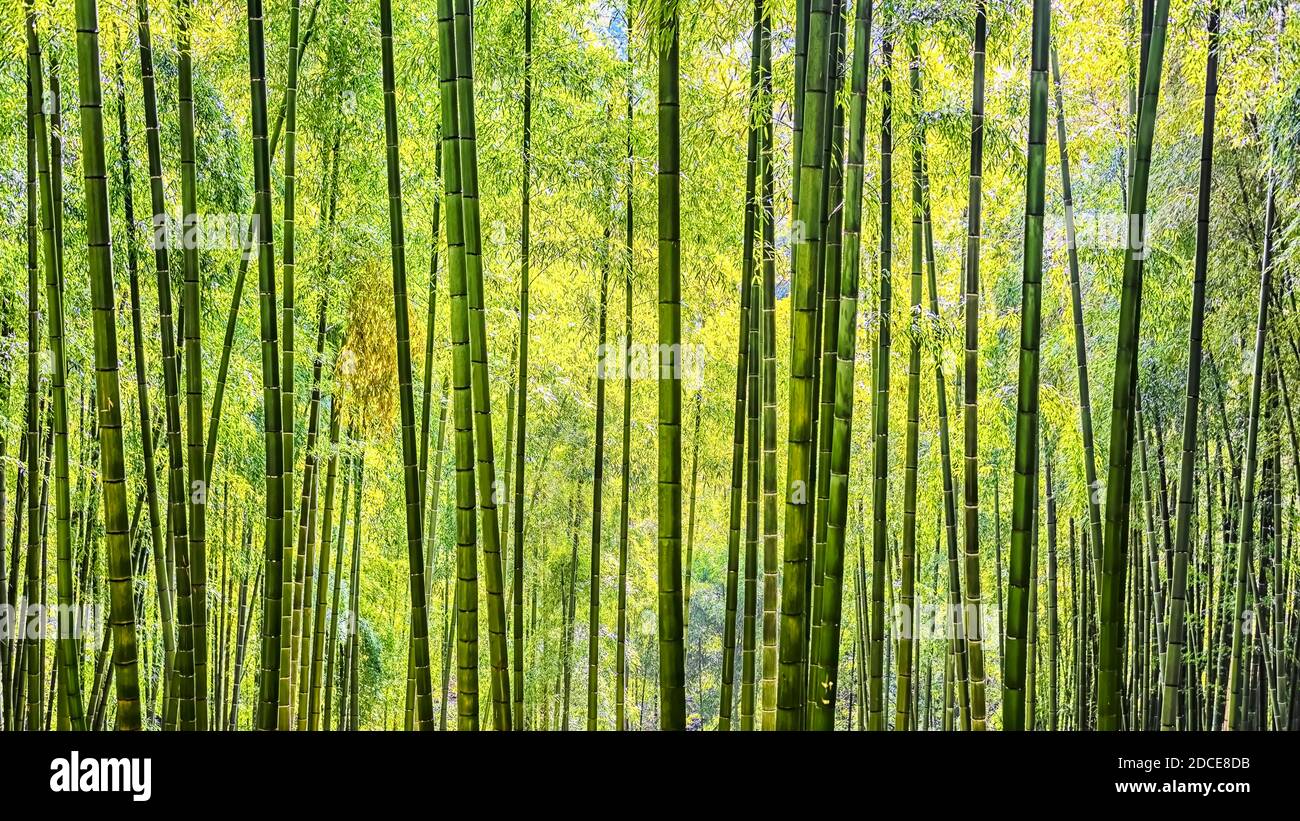 Arashiyama Bamboo Forest in Kyoto Japan Stock Photo