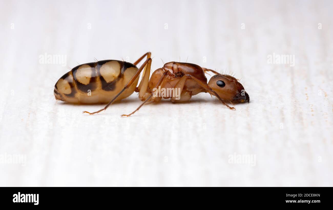 Carpenter Ant of the species Camponotus substitutus Stock Photo
