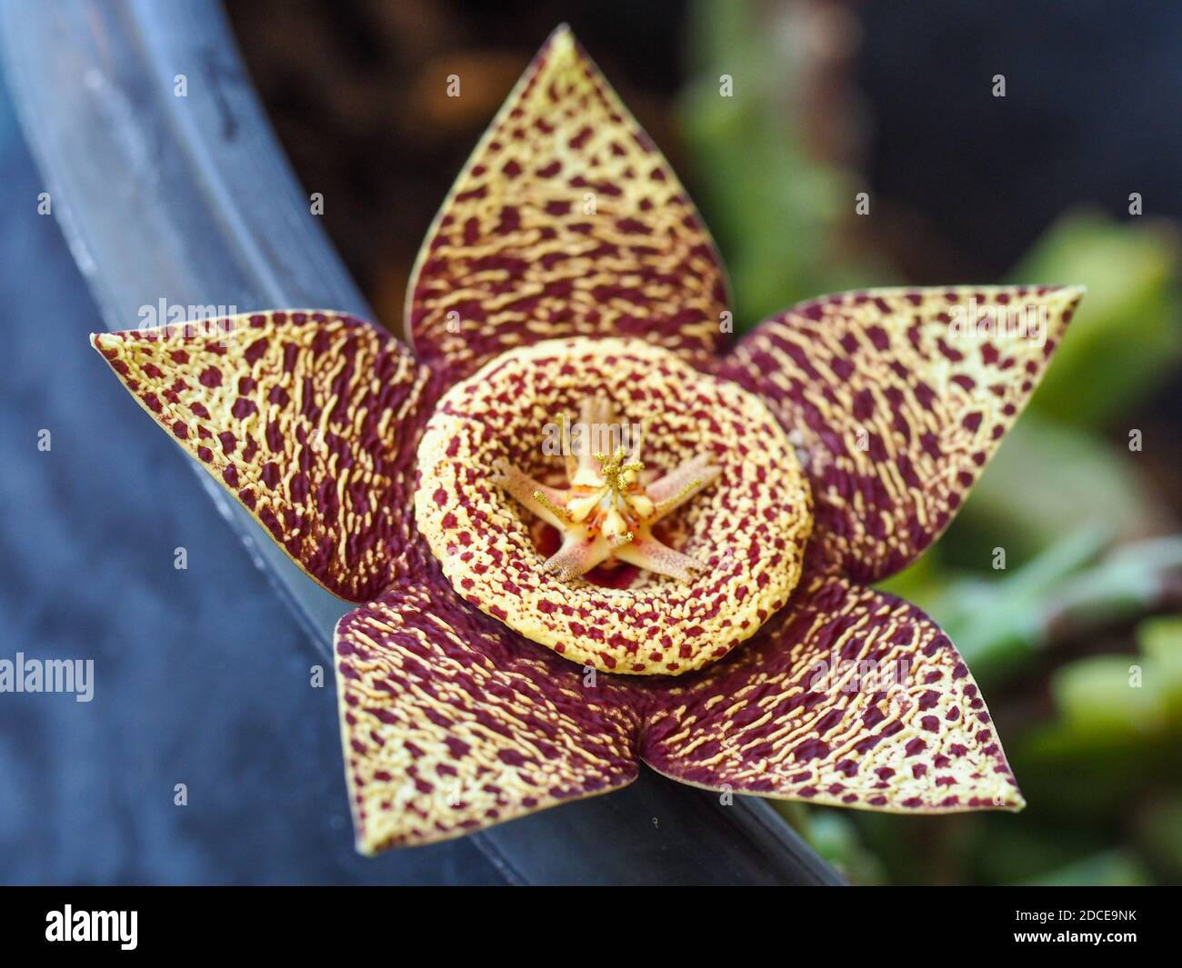 Variegated yellow maroon Stapelia or Starfish flower is a strange weird Succulent that looks stunning but smells like rotting meat to attract flies Stock Photo
