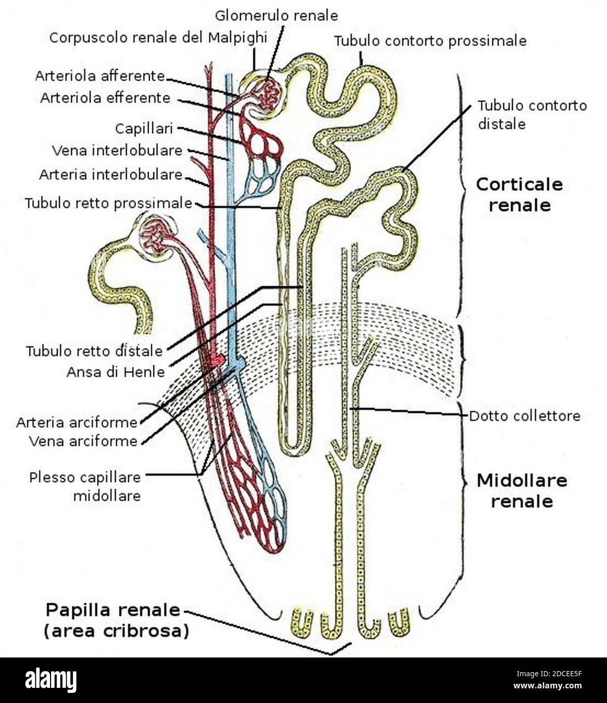 Nephron Cut Out Stock Images & Pictures Alamy