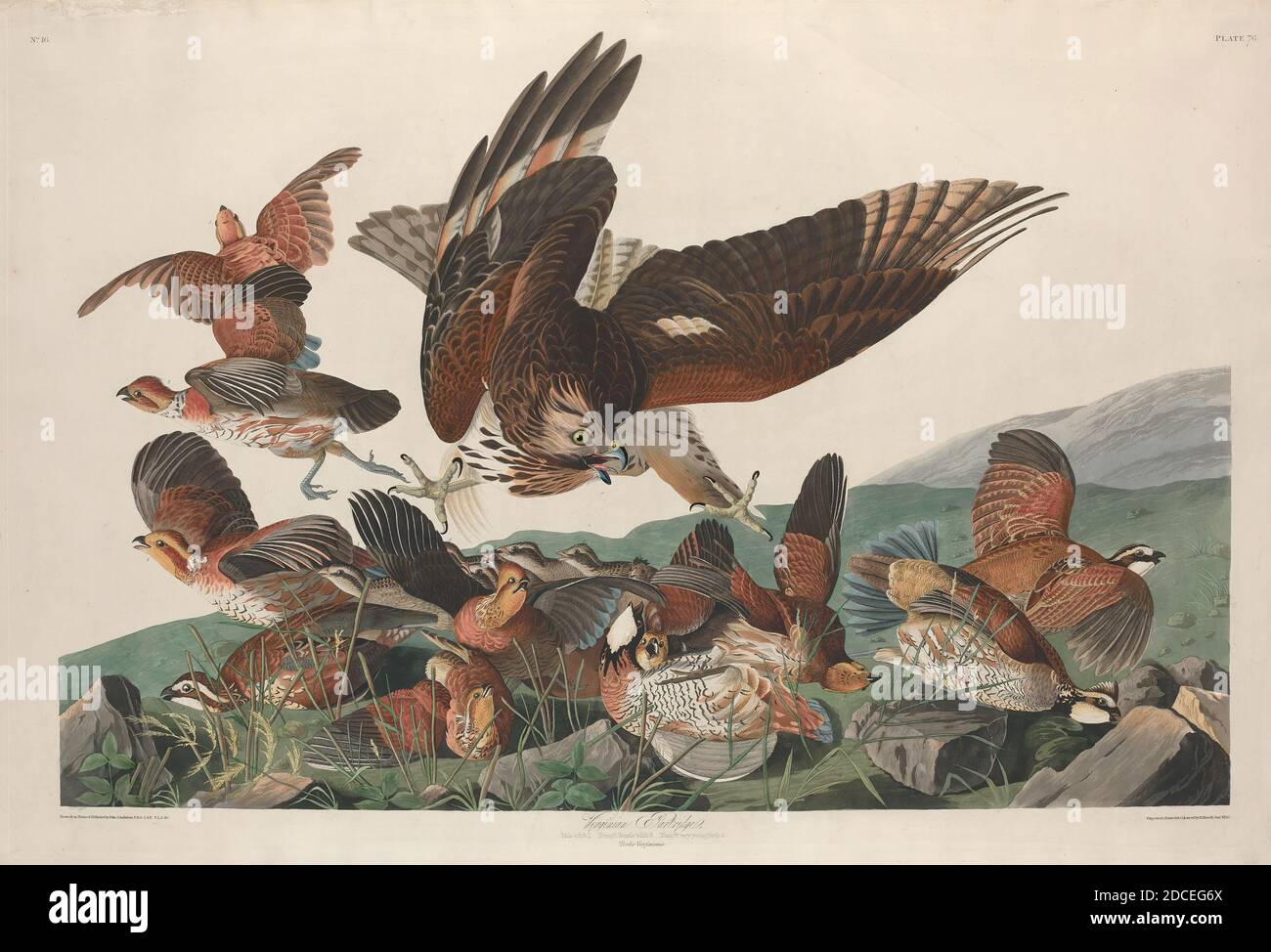 Robert Havell, Jr., (artist), American, born England, 1793 - 1878, John James Audubon, (artist after), American, 1785 - 1851, Virginian Partridge, The Birds of America: Plate LXXVI, (series), 1830, hand-colored engraving and aquatint on Whatman wove paper, plate: 64.8 x 96.8 cm (25 1/2 x 38 1/8 in.), sheet: 67 x 100.5 cm (26 3/8 x 39 9/16 in Stock Photo