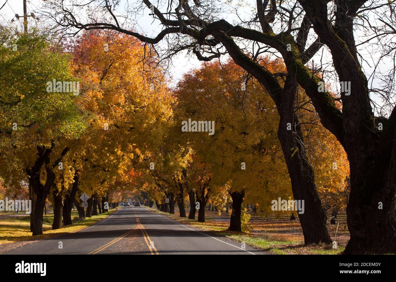 Chinese Pistachio Trees in the Fall Stock Photo Alamy