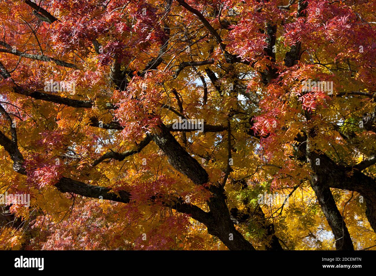 Pistachio tree orchard hires stock photography and images Alamy