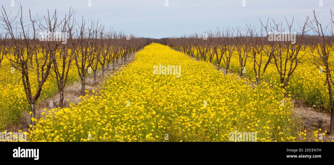 View of Mustard Plant in an Orchard Stock Photo