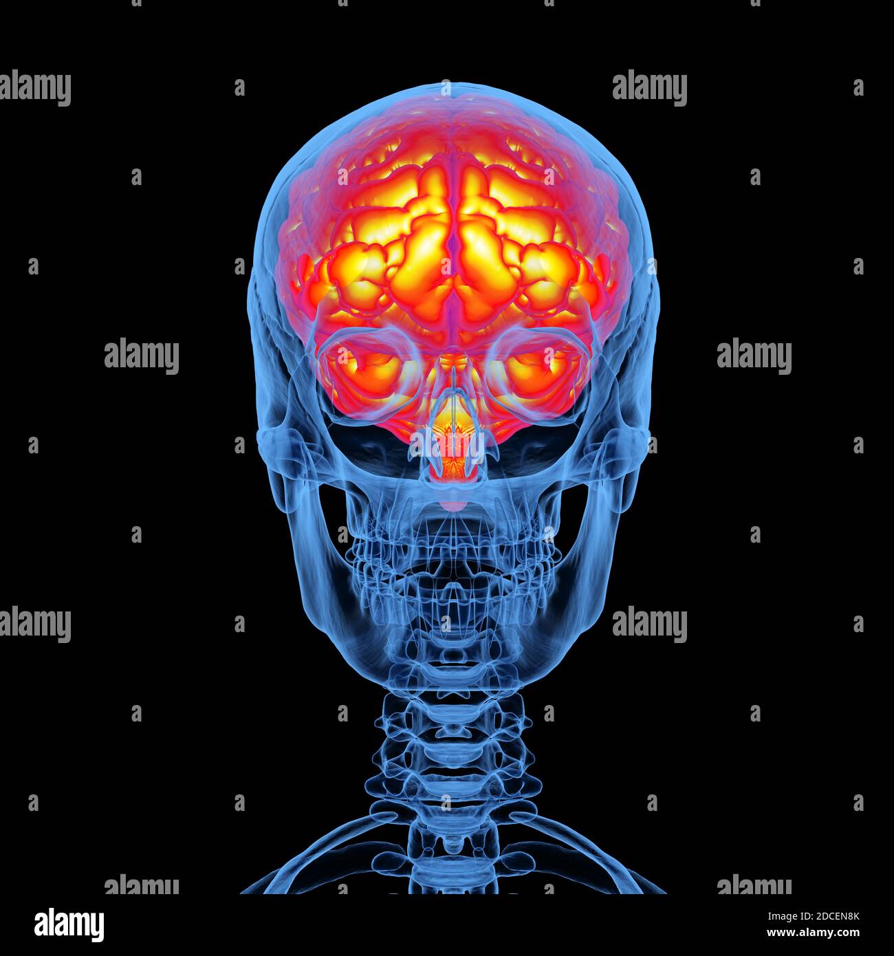3d rendering x-ray human skull with brain isolated on black background ...