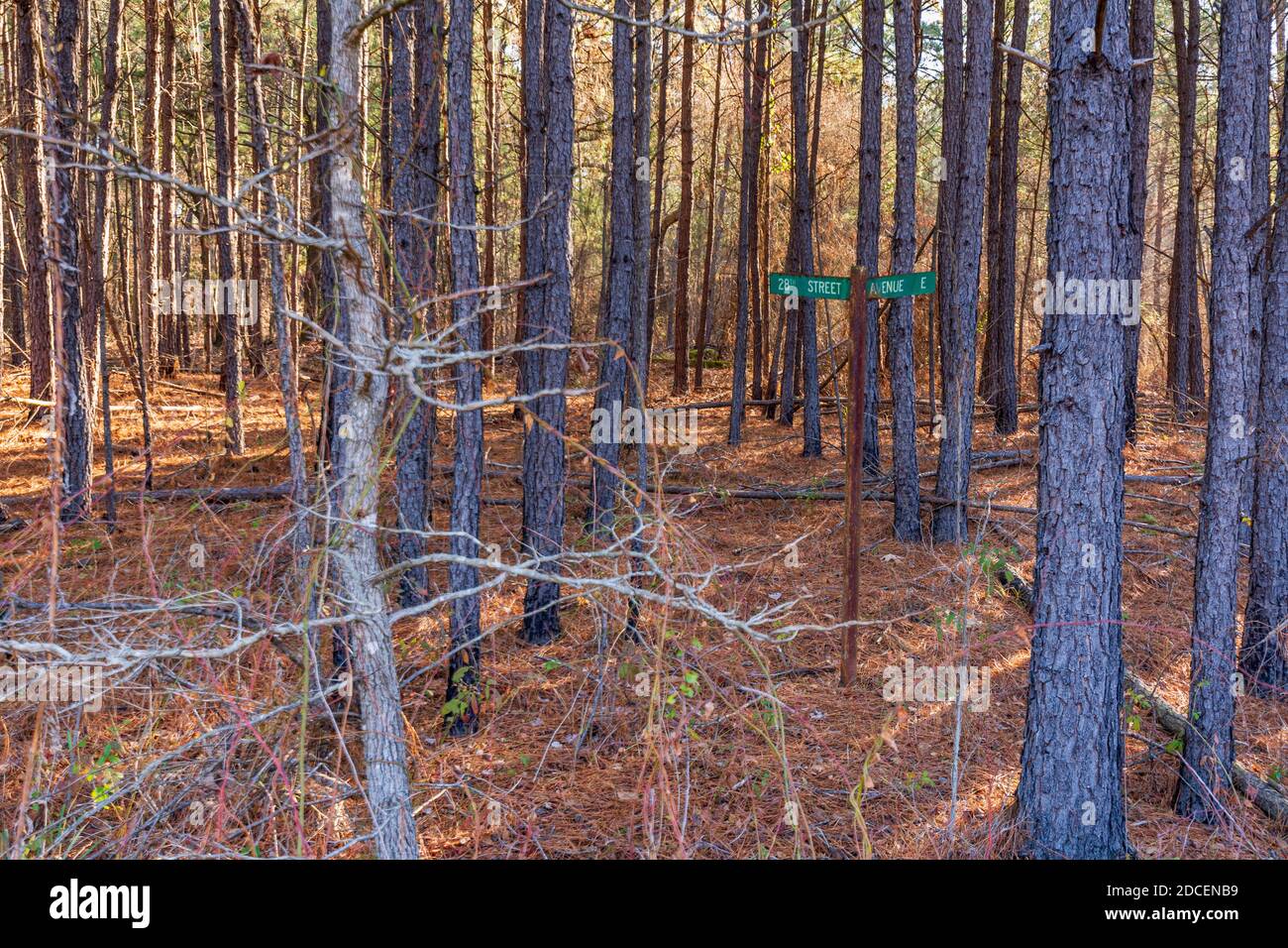 Nature reclaims a street corner in an abandoned army ammunition depot Stock Photo