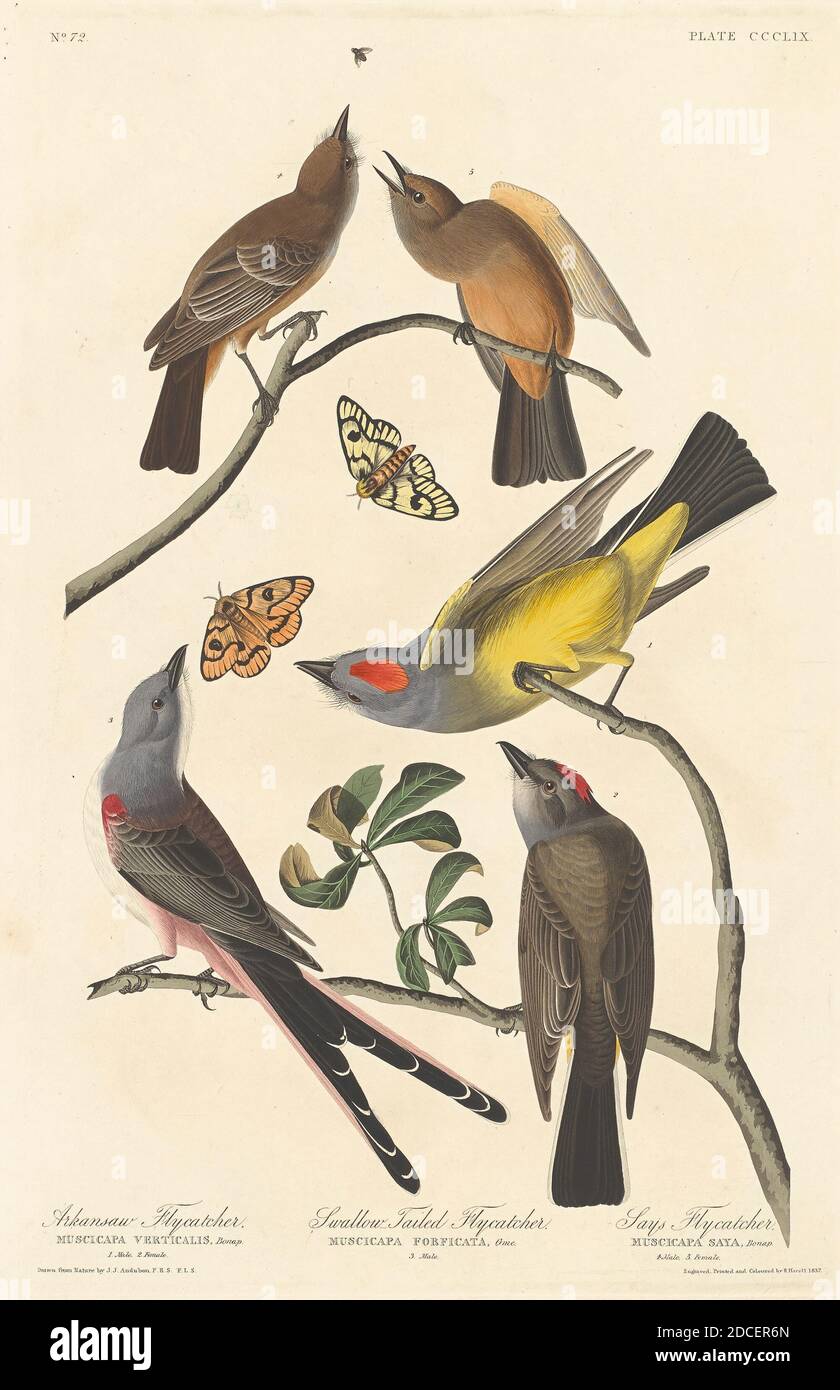 Robert Havell, Jr., (artist), American, born England, 1793 - 1878, John James Audubon, (artist after), American, 1785 - 1851, Arkansaw Flycatcher, Swallow-tailed Flycatcher and Says Flycatcher, The Birds of America: Plate CCCLIX, (series), 1837, hand-colored engraving and aquatint on Whatman wove paper Stock Photo