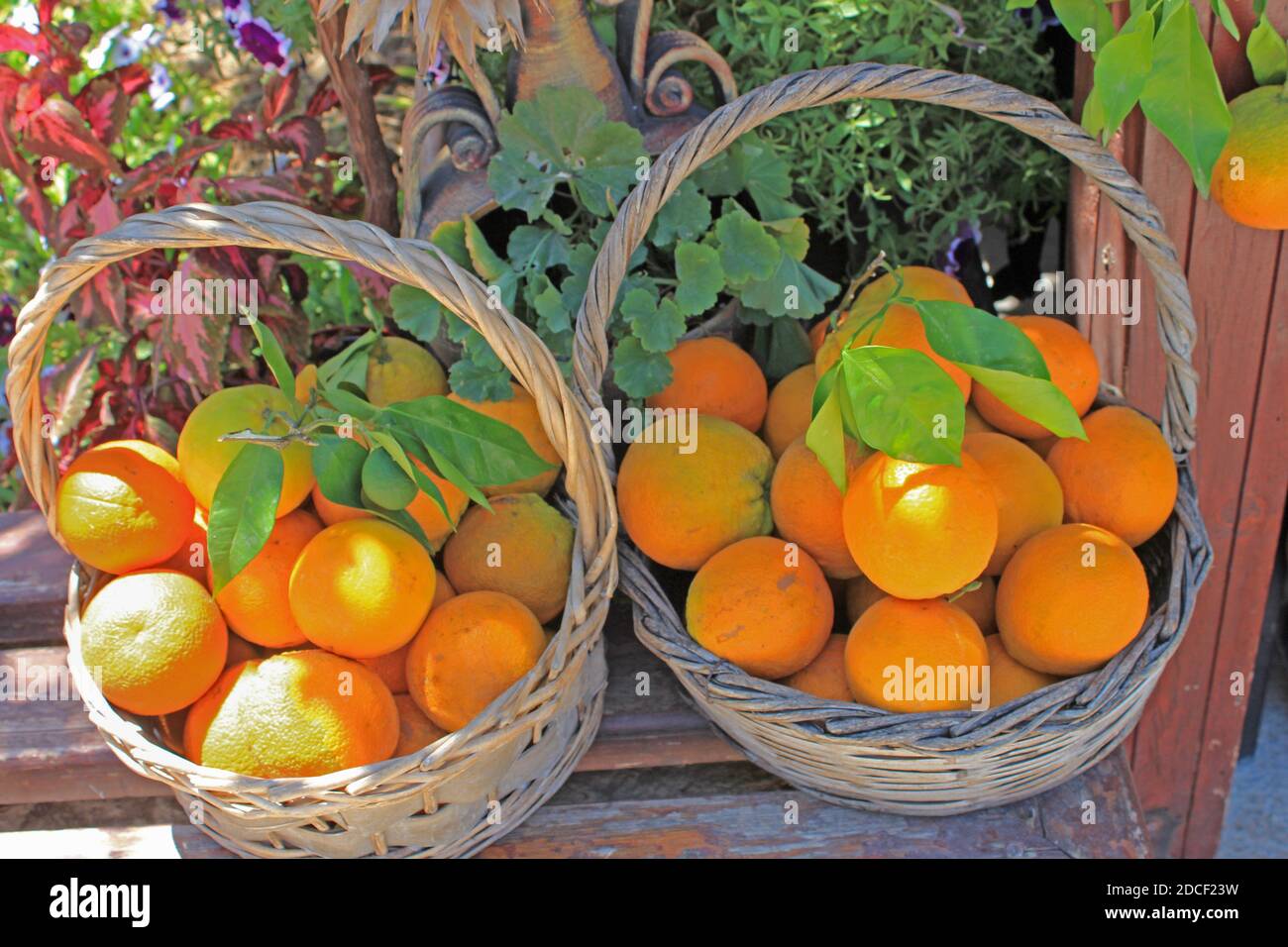 Crète, panier d'oranges Stock Photo