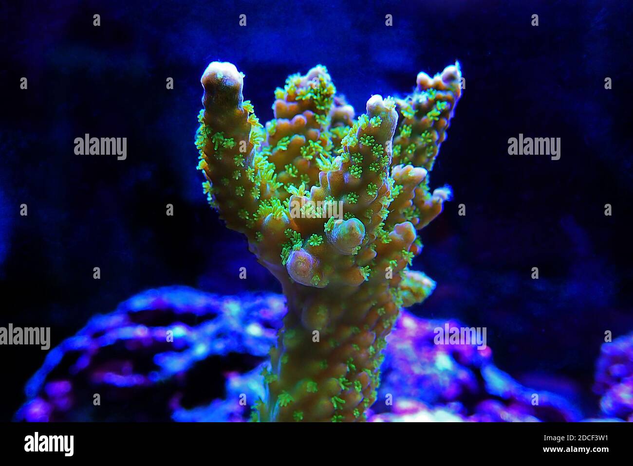 Green macro polyps on Acropora SPS coral Stock Photo