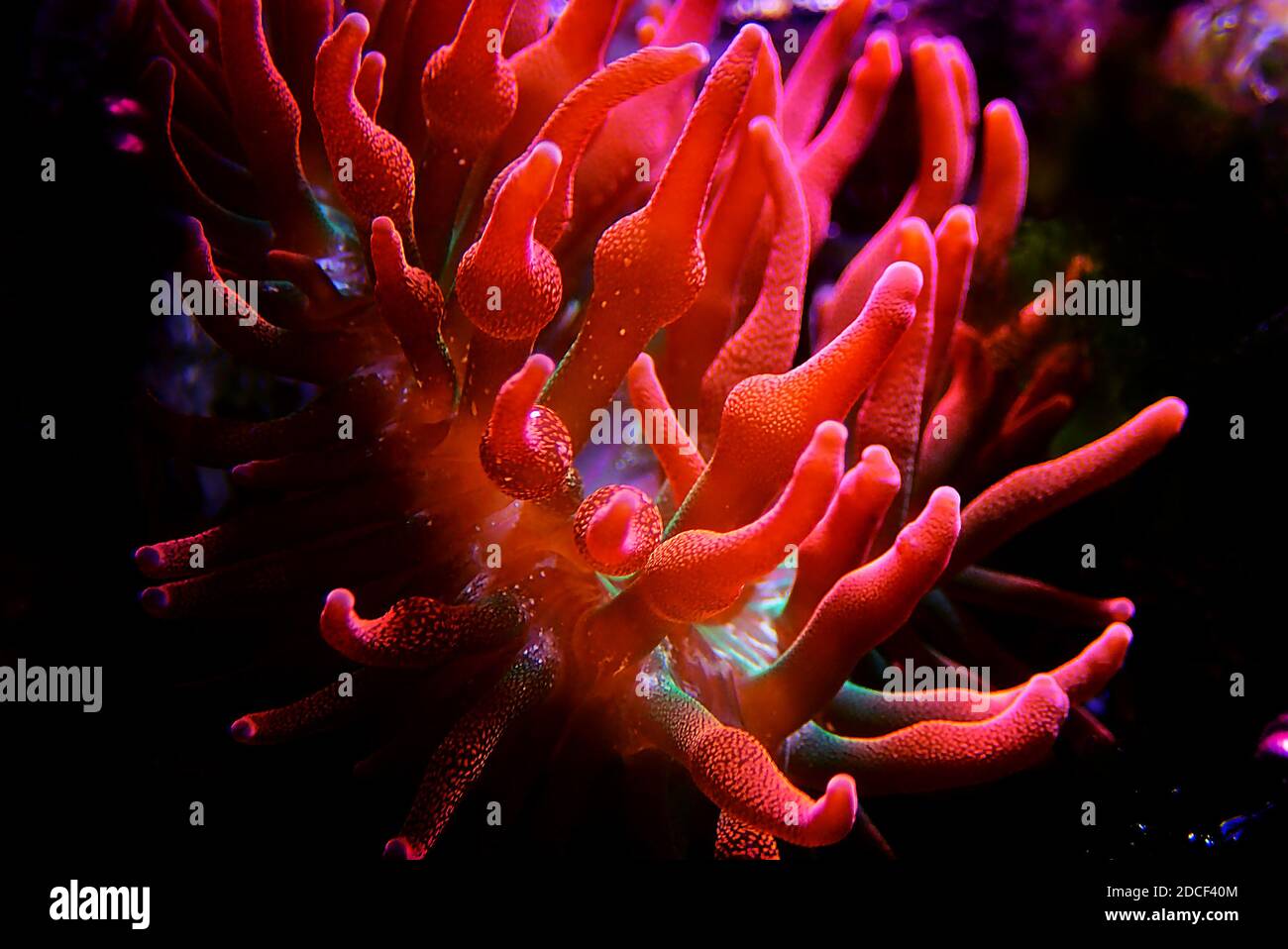 Multicolored Bubble-tip anemone - Entacmaea quadricolor Stock Photo