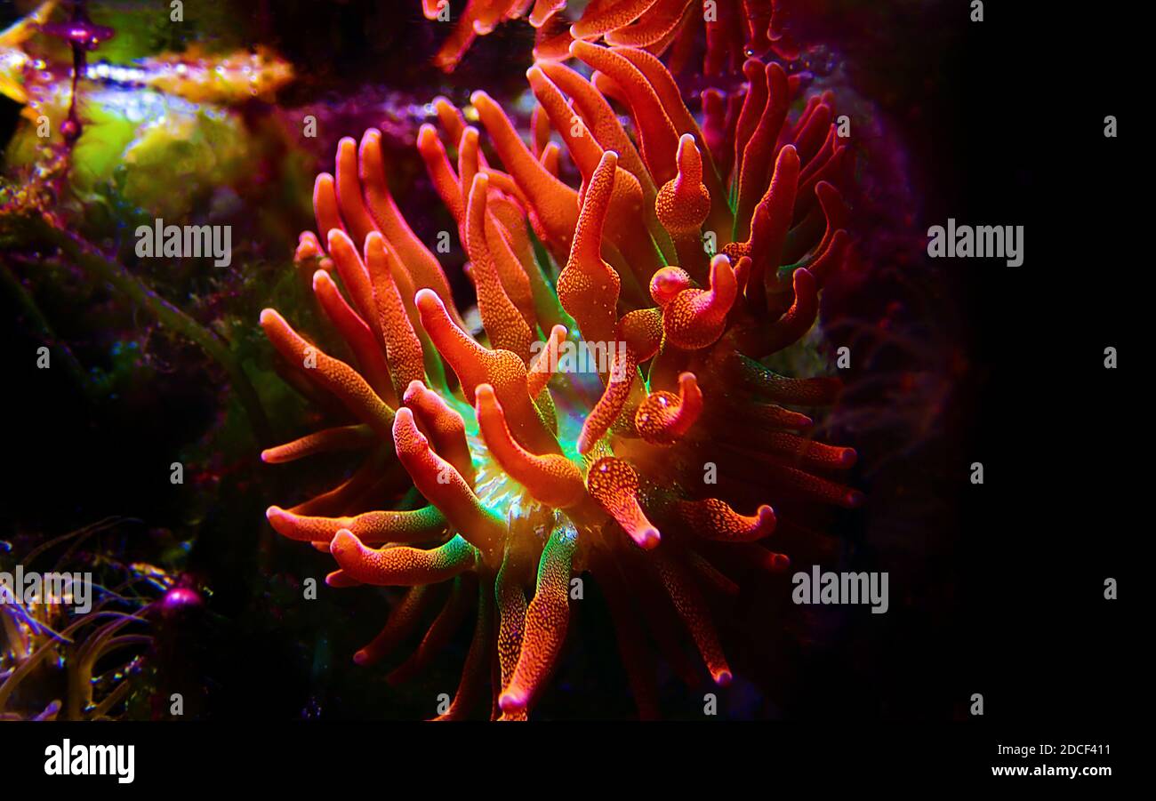 Multicolored Bubble-tip anemone - Entacmaea quadricolor Stock Photo