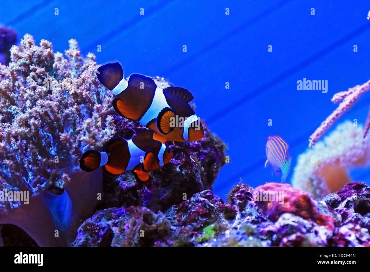 Amphiprion Ocellaris Clownfish The most popular saltwater fish for