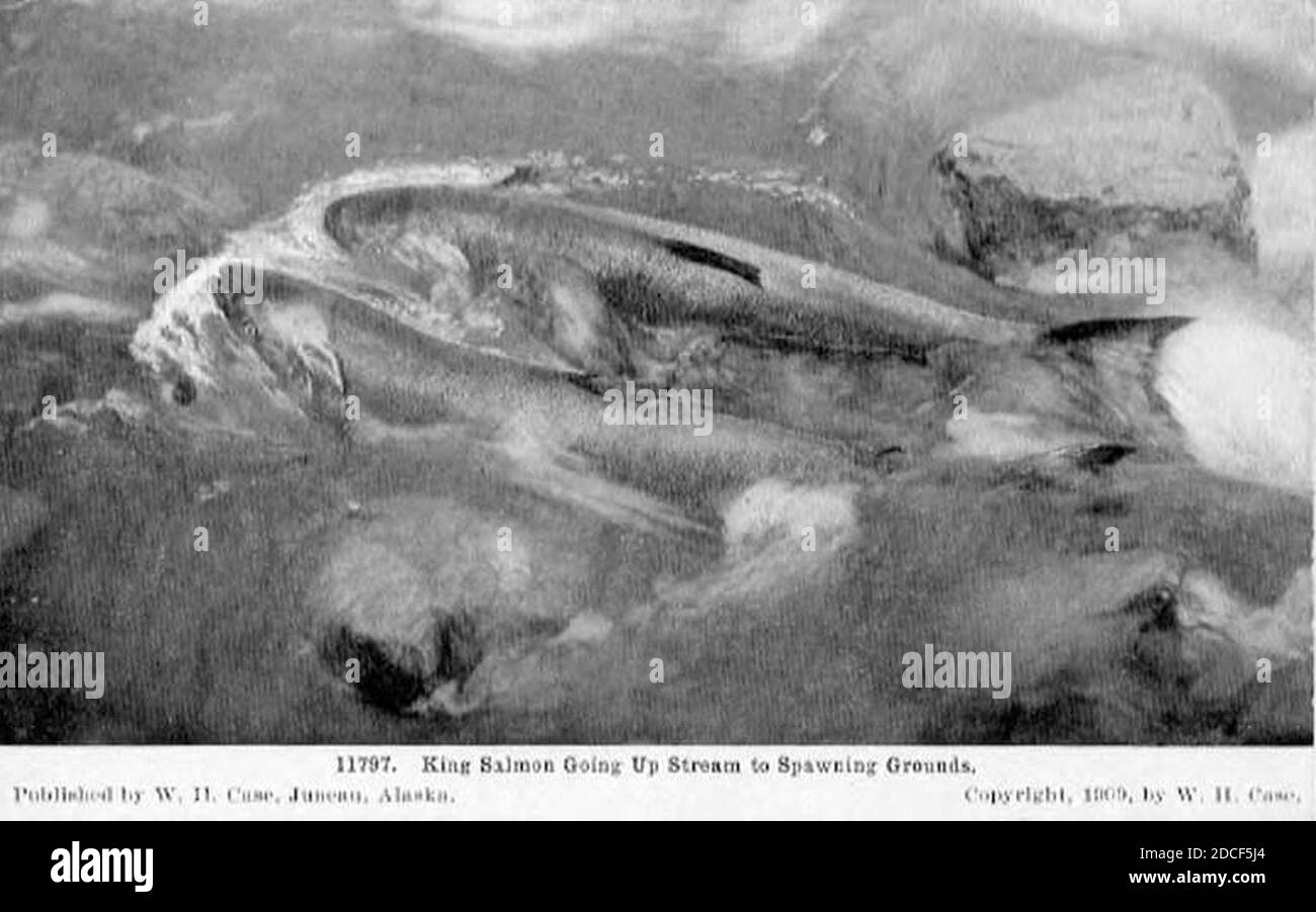 King salmon Black and White Stock Photos & Images Alamy