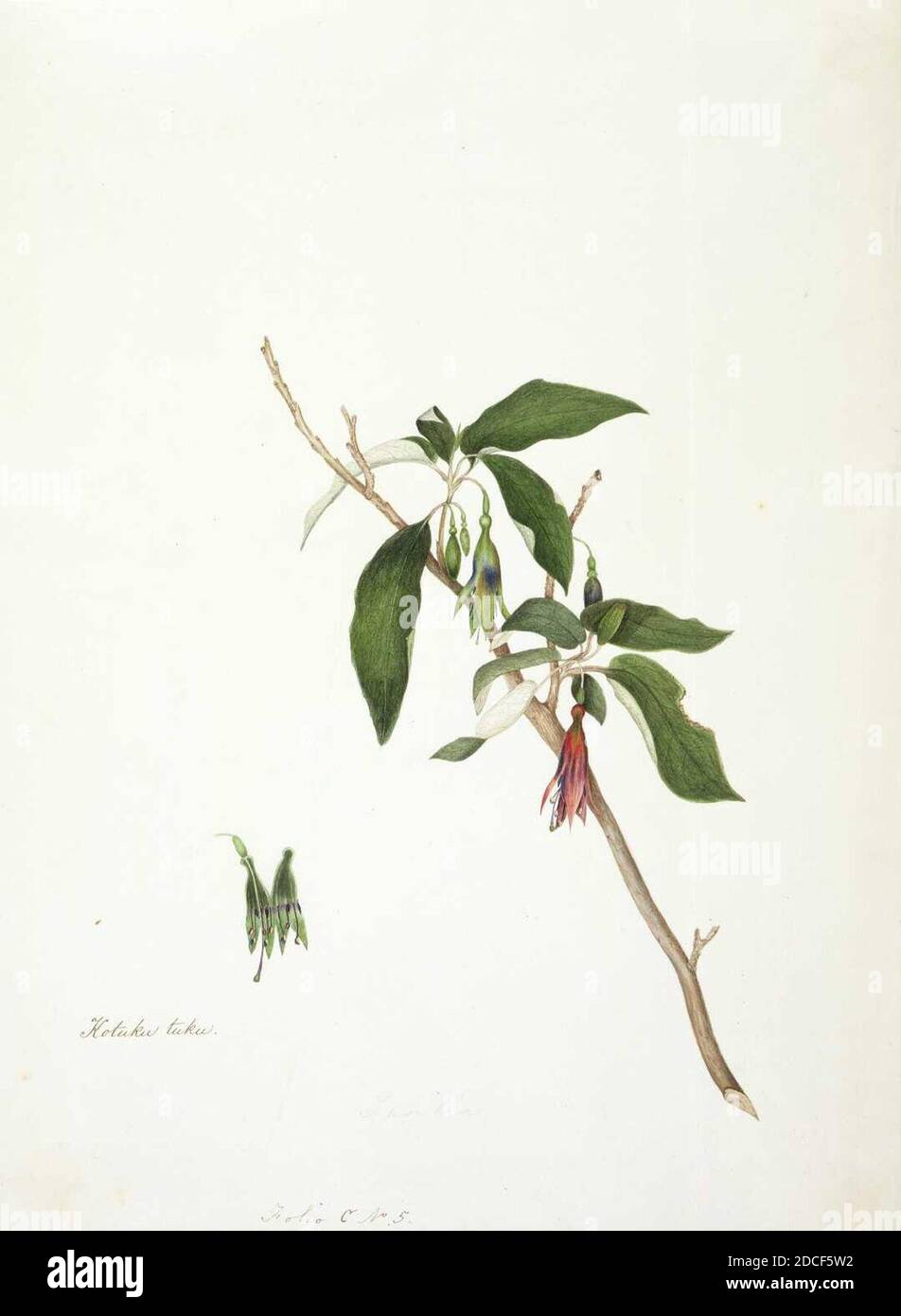 King, Martha Kotuku tuku. (Fuchsia excorticata). Stock Photo