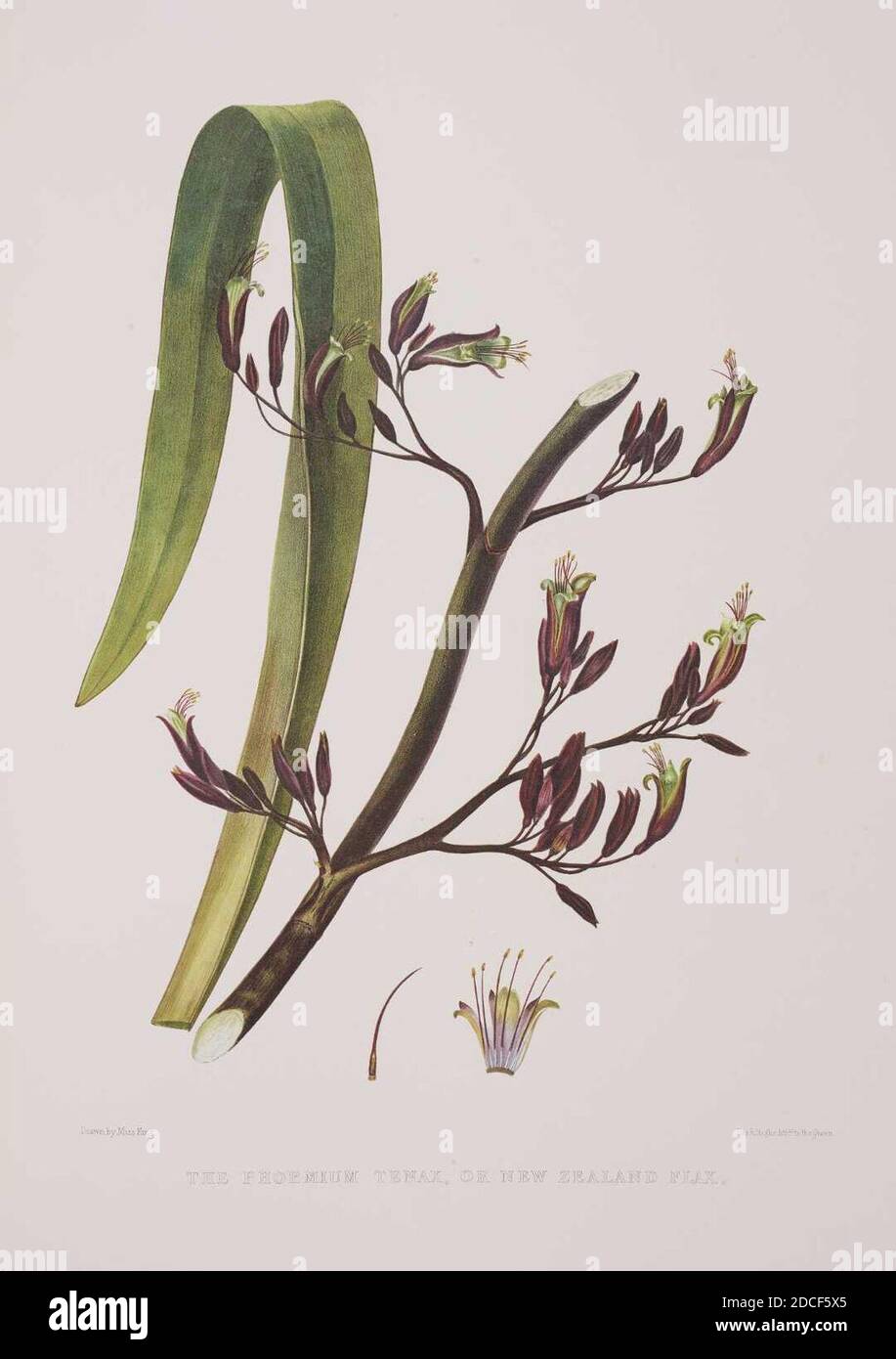 King, Martha The phormium tenax, or New Zealand flax. Stock Photo