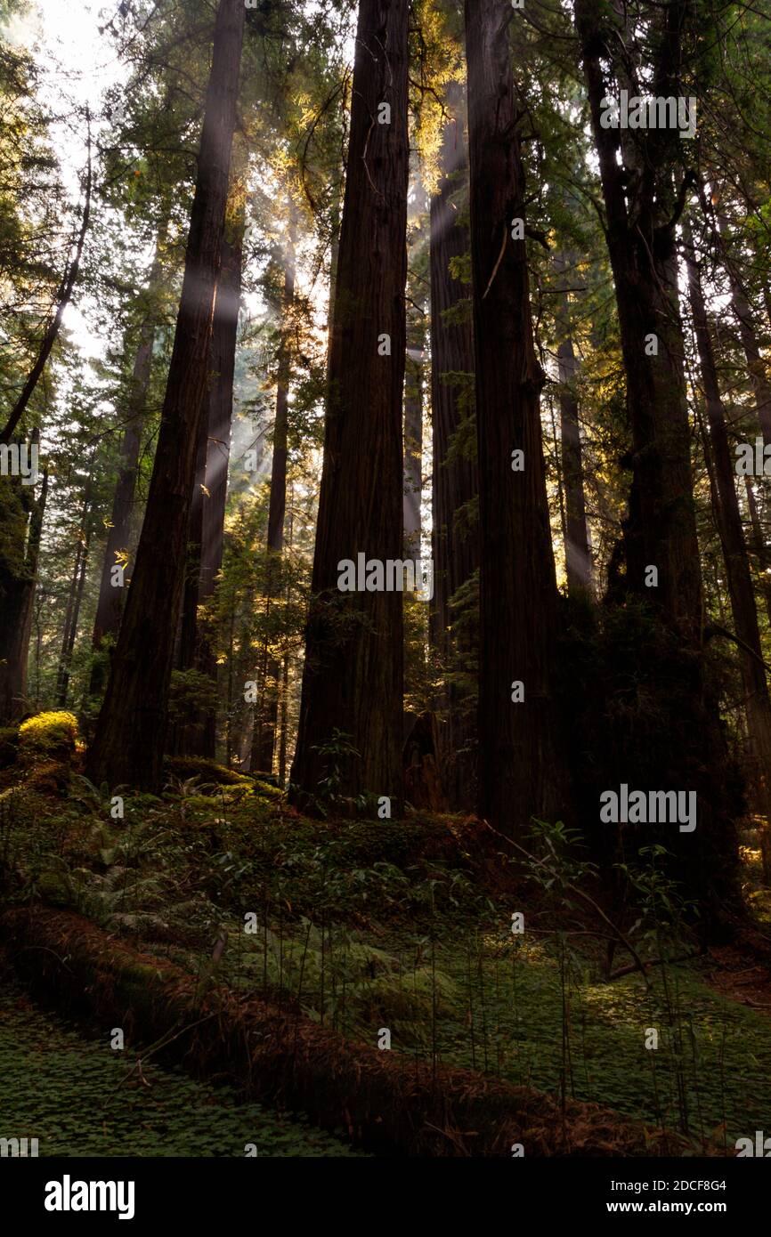 Sunlight filters through smoke in a Redwood Grove along the Avenue of the Giants on the Redwood Highway near Pepperwood, California. Stock Photo