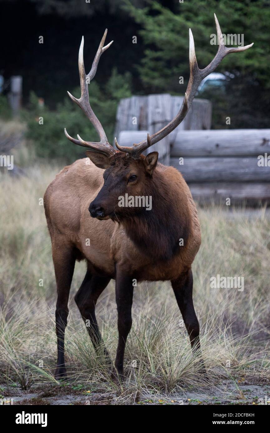 A Roosevelt elk (Cervis elaphus roosevelti) bull stands alert at the Gold Bluff Beach Campground  in Prairie Creek Redwoods State Park near Orick, Cal Stock Photo