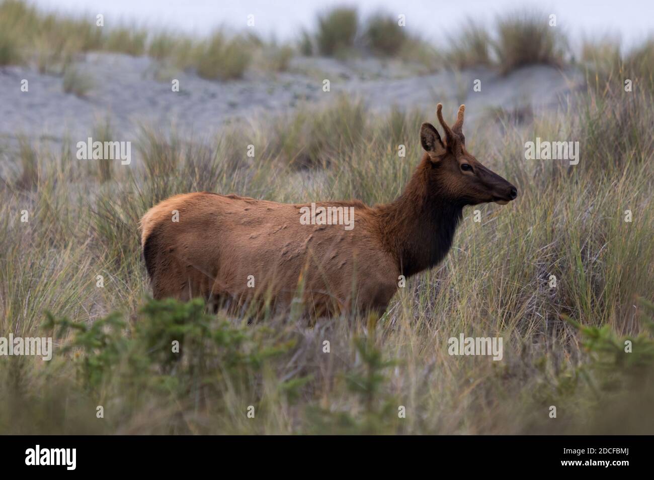 A Roosevelt elk (Cervis elaphus roosevelti) spike stands outside the herd at the Gold Bluff Beach Campground  in Prairie Creek Redwoods State Park nea Stock Photo
