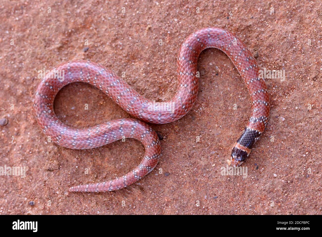 Close up of Australian Coral Snake Stock Photo Alamy