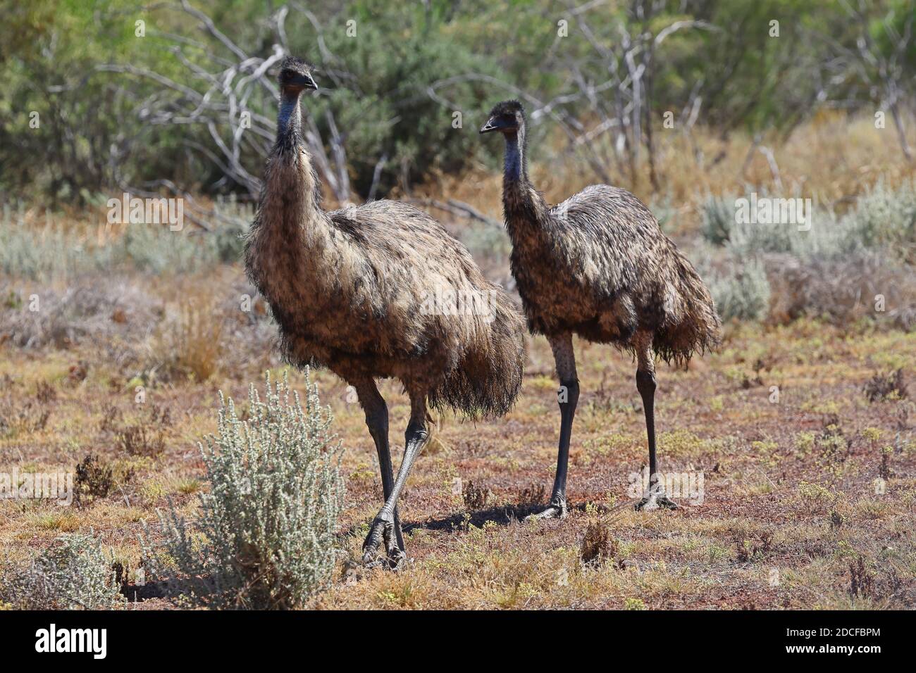 Australian Emu's searching for food Stock Photo